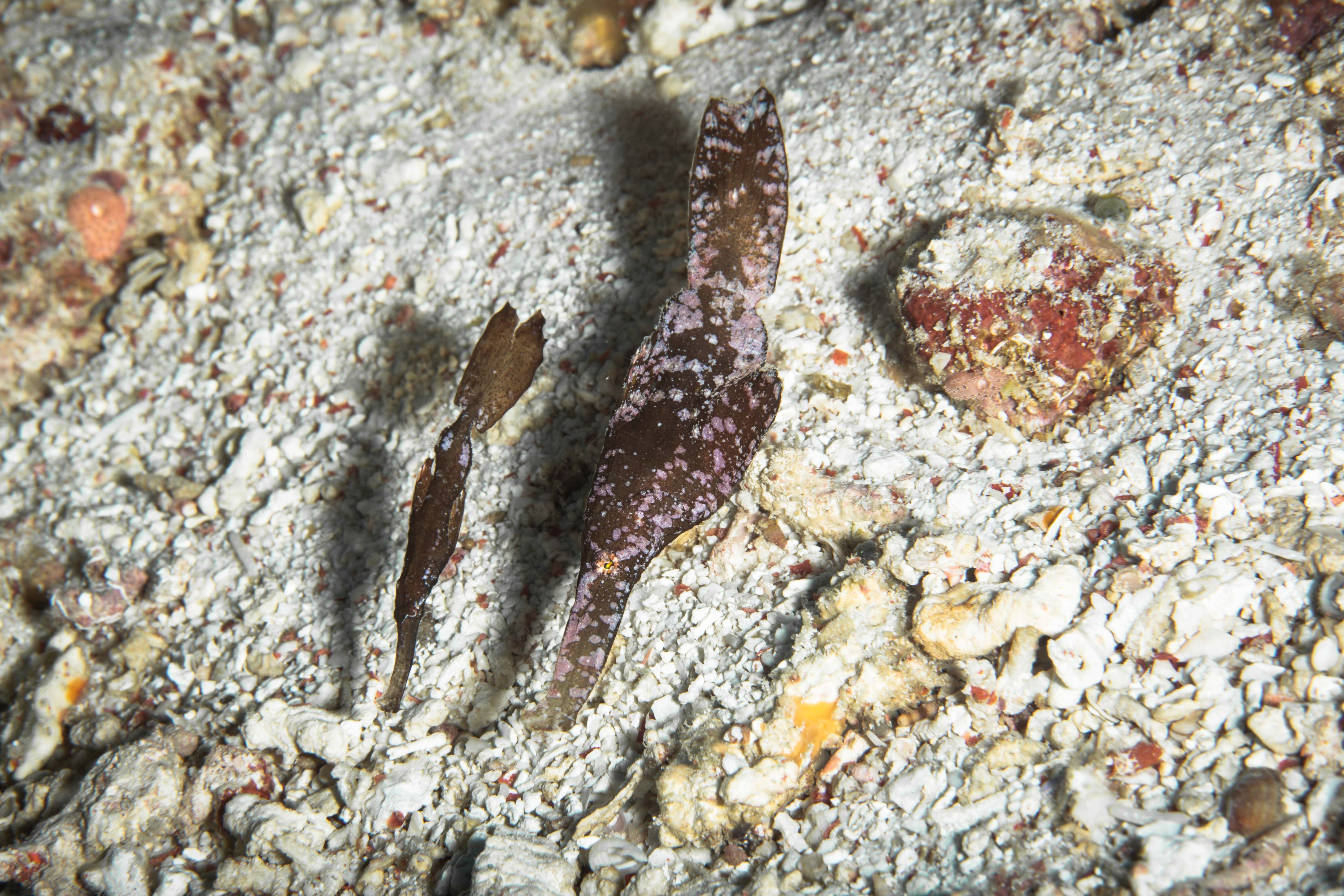 Curiosity10 (1 of 1).jpg