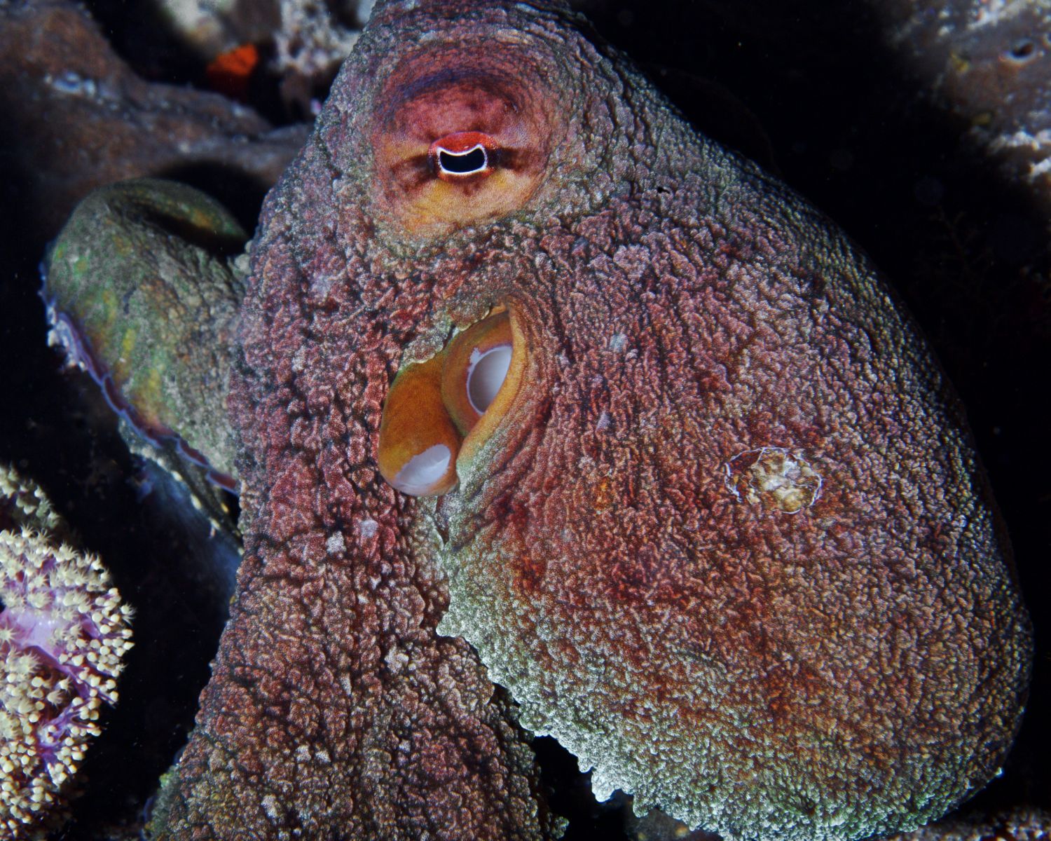 1alien_beings13_3251