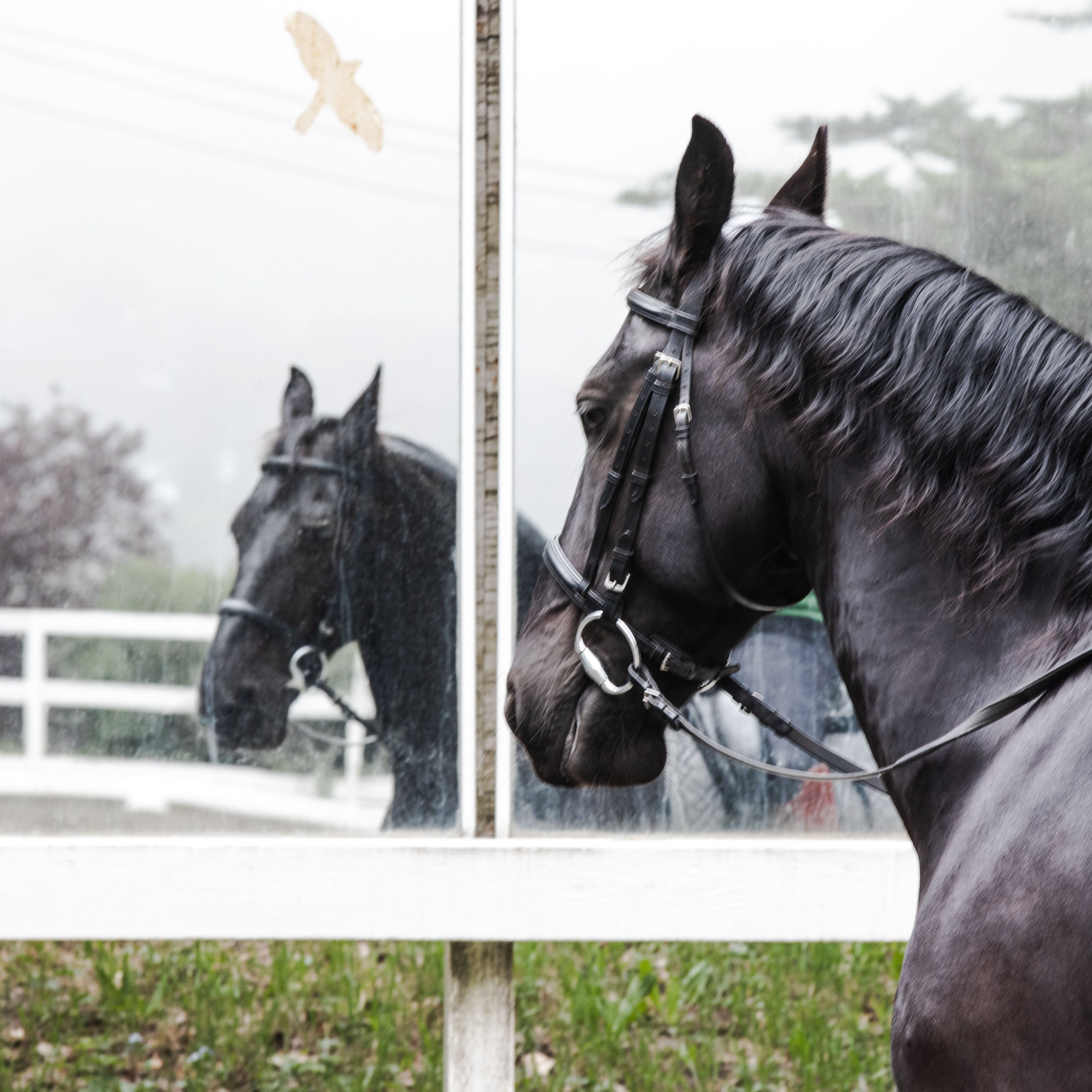 Wild Child7 (1 of 1).jpg