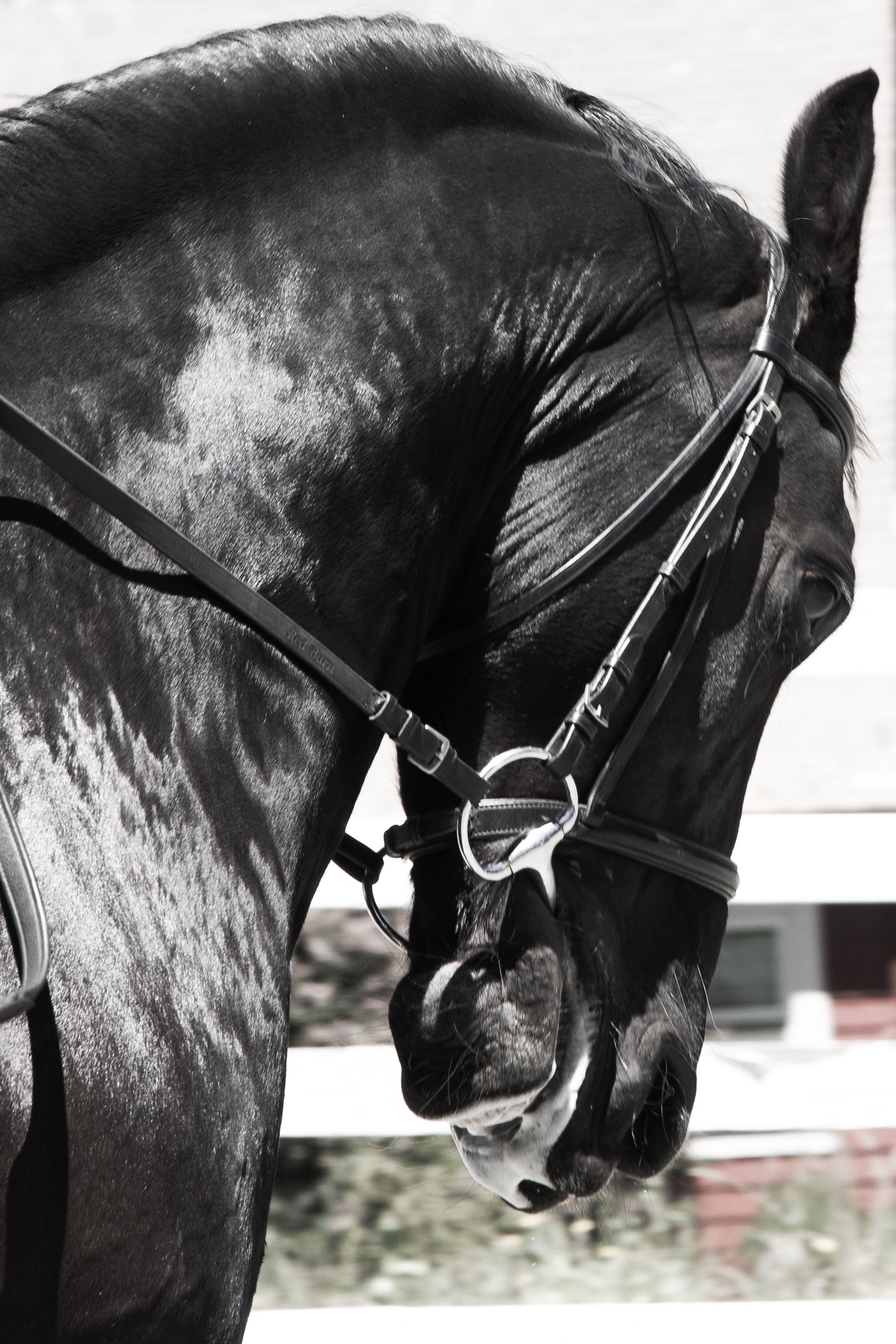 Wild Child13 (1 of 1).jpg