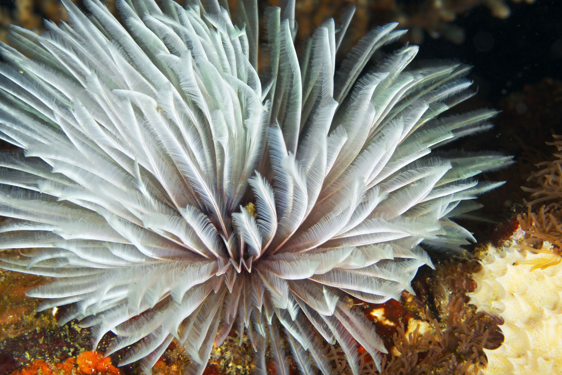 1abstractions_in_the_deep8_983