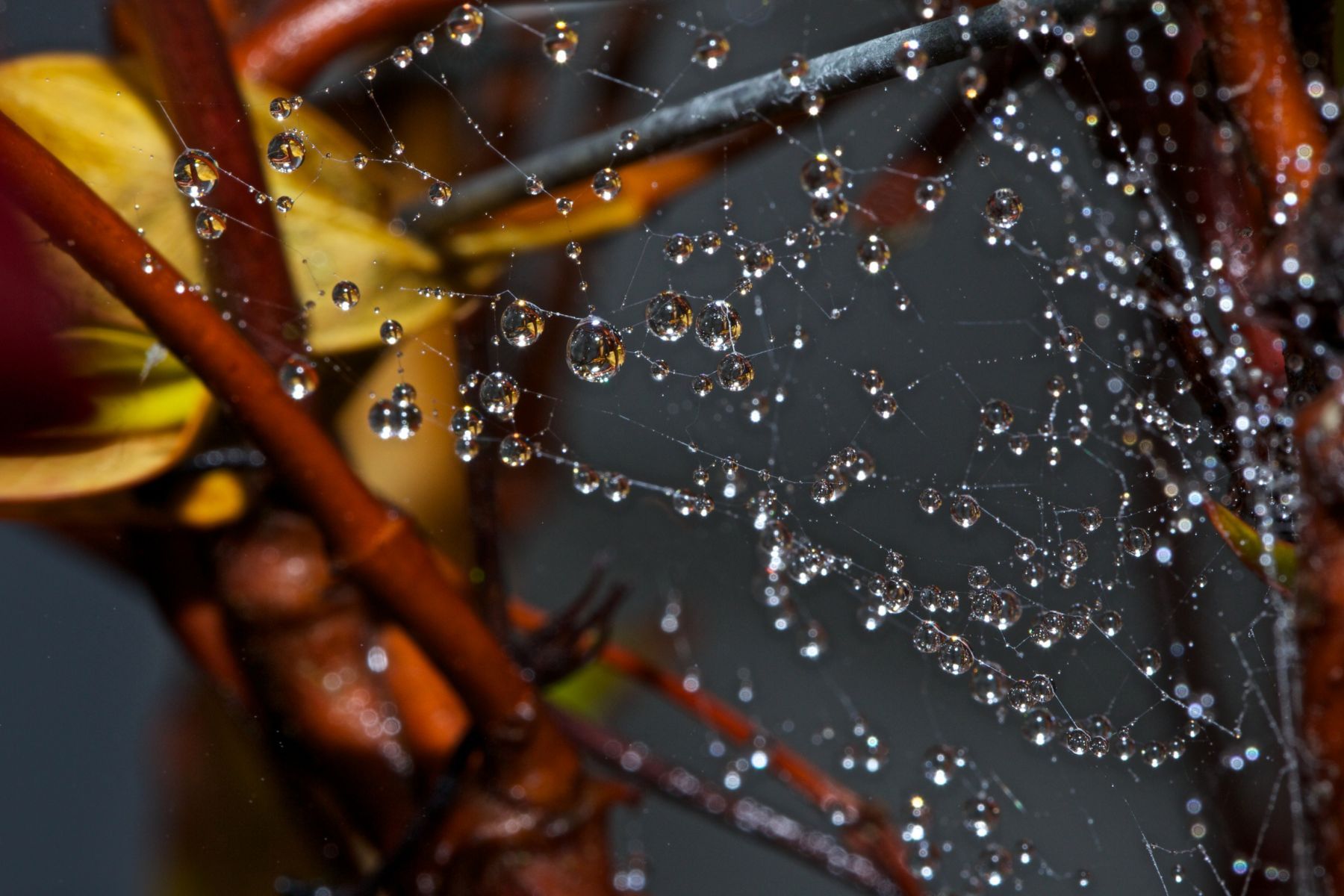 1in_the_abstract14_819