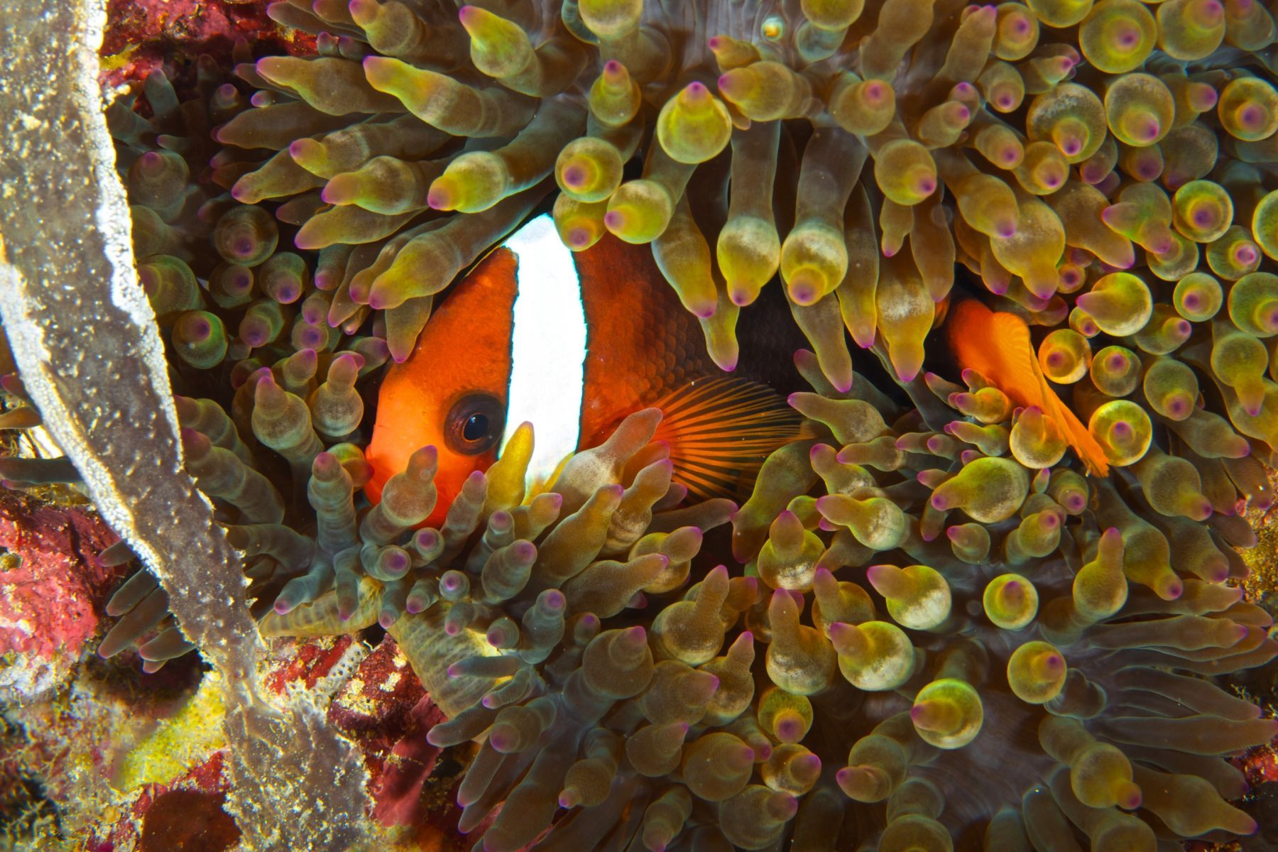 1sea_creatures_and_critters_series7_942