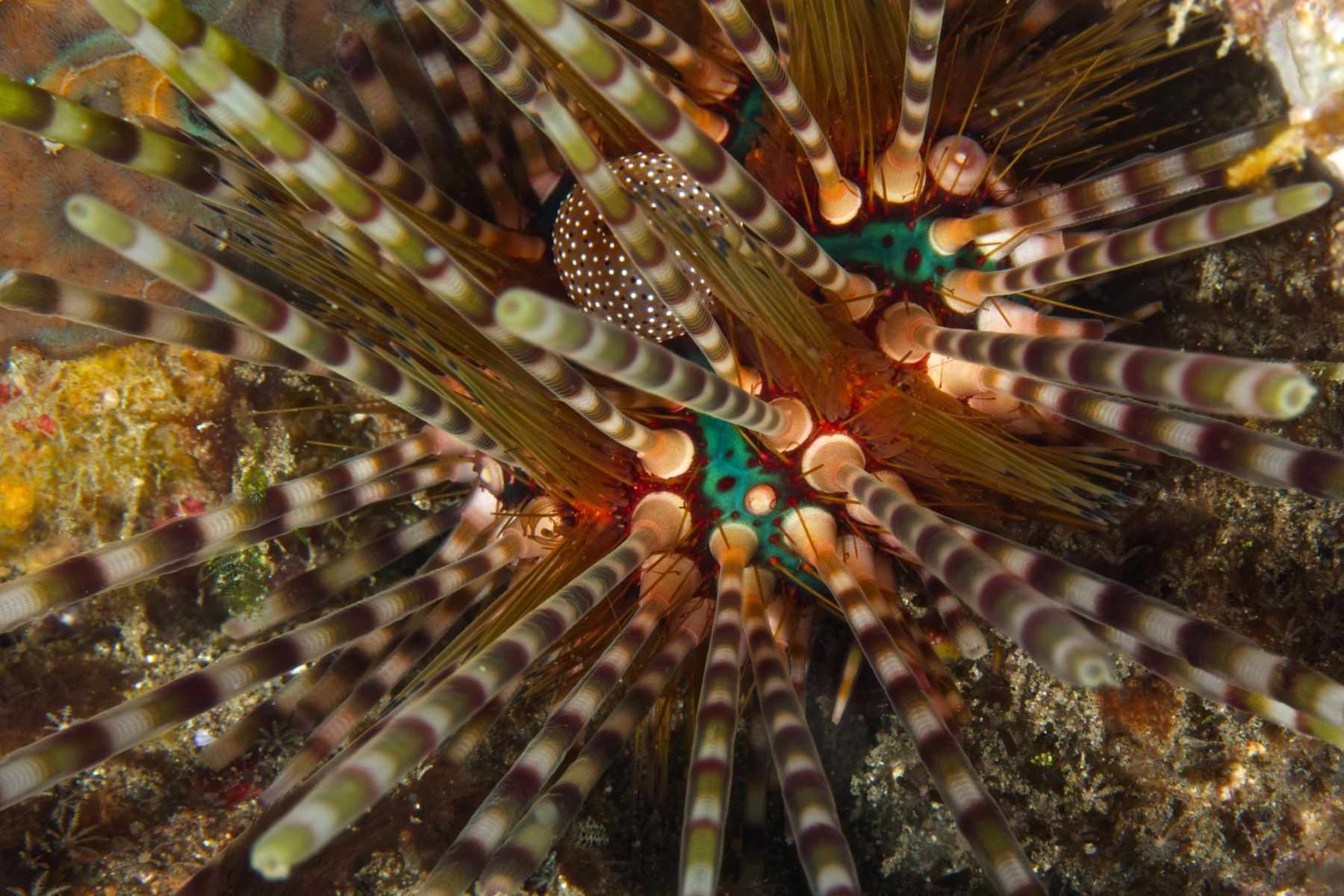 1abstractions_in_the_deep11_986