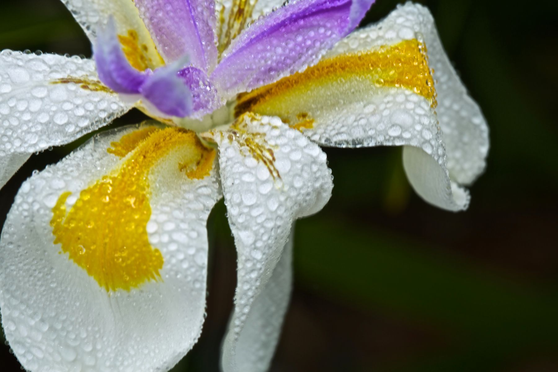 1morning_droplets_14_799