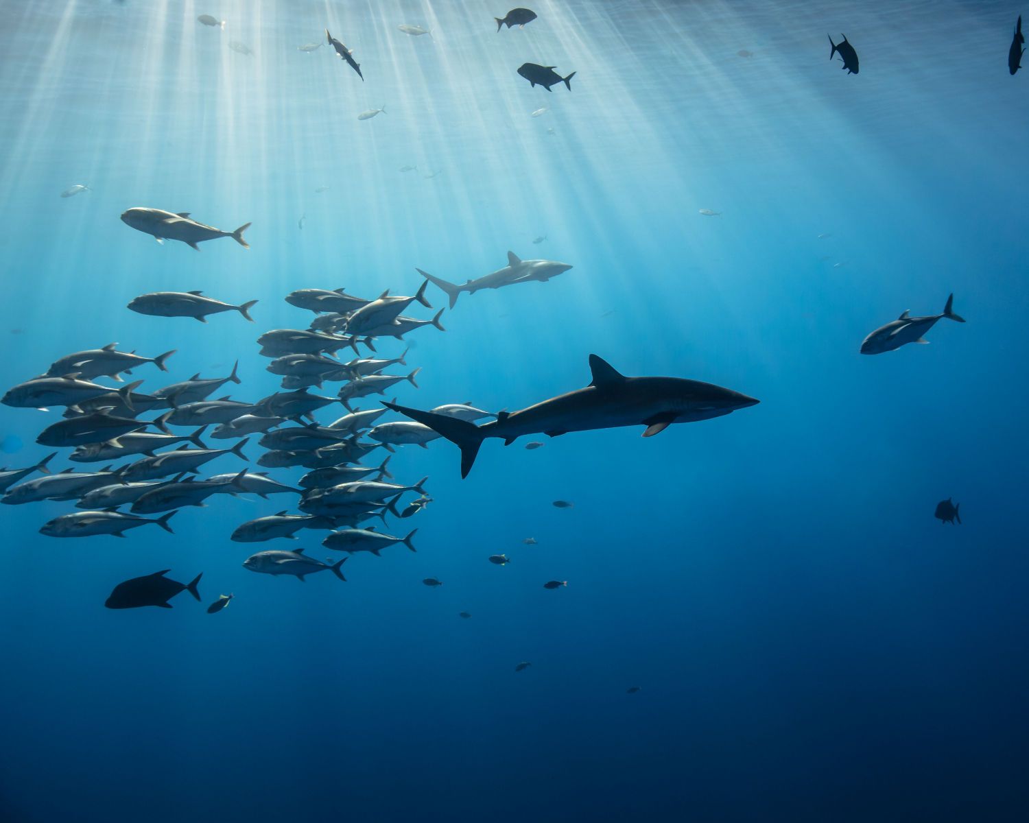 1pelagic_travelers8__1_of_1_