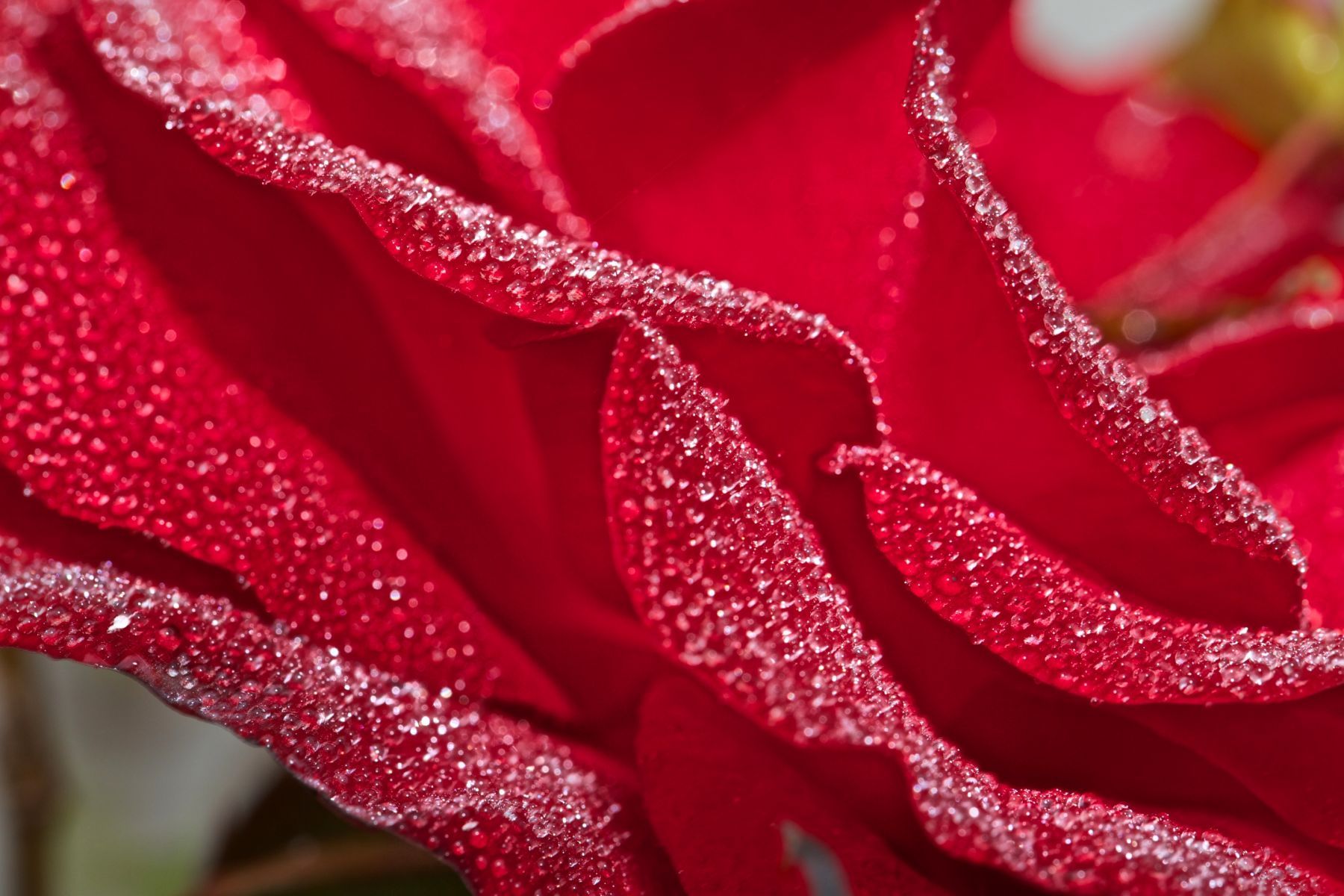 1morning_droplets_11_796