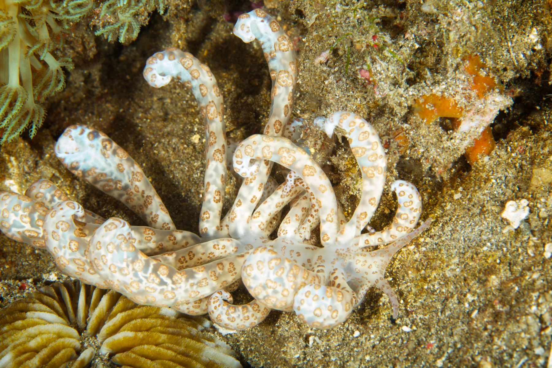 1sea_creatures_and_critters_series8_943