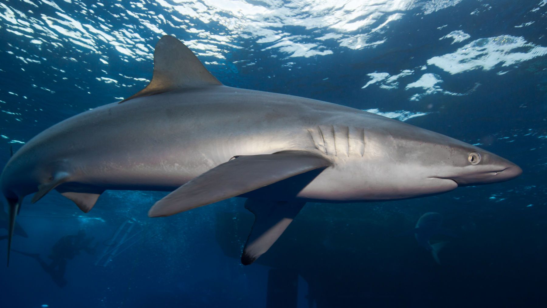 1pelagic_travelers10__1_of_1_