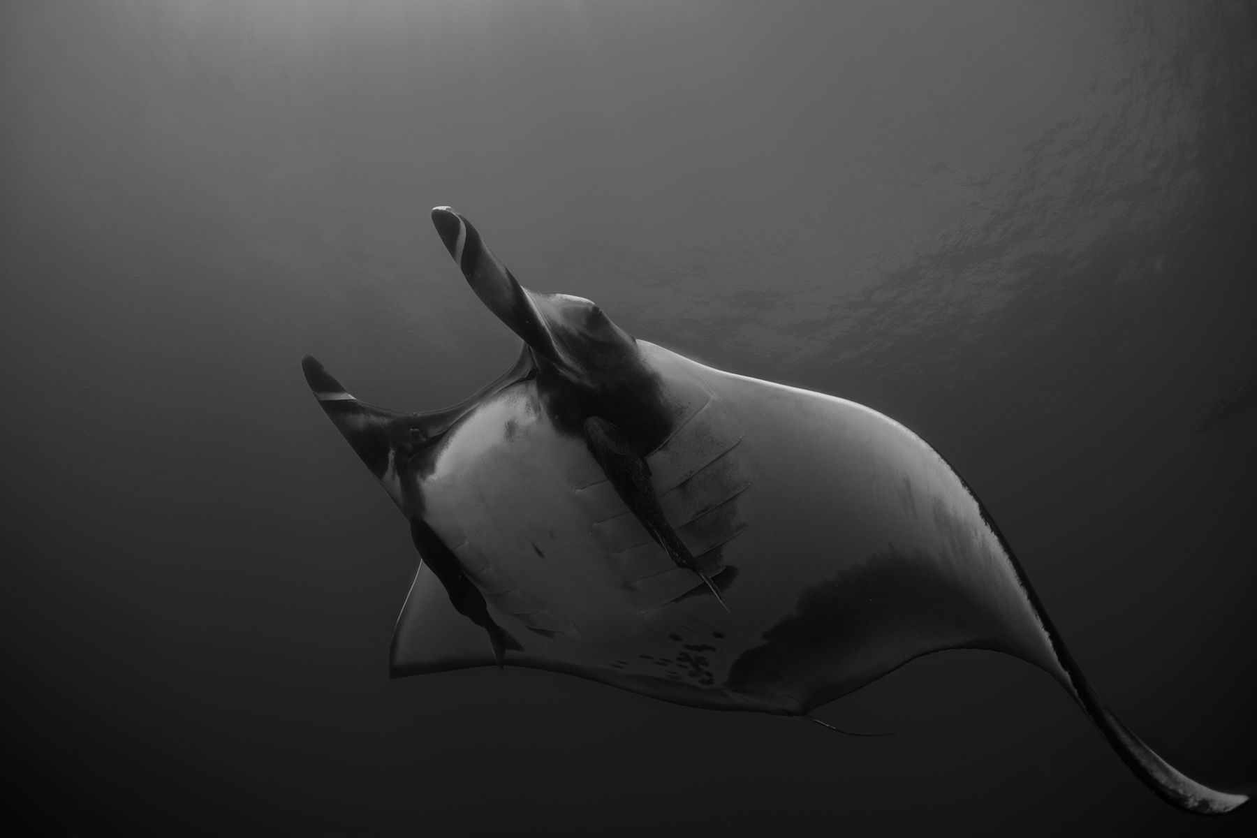 1giants_of_the_deep9_1287