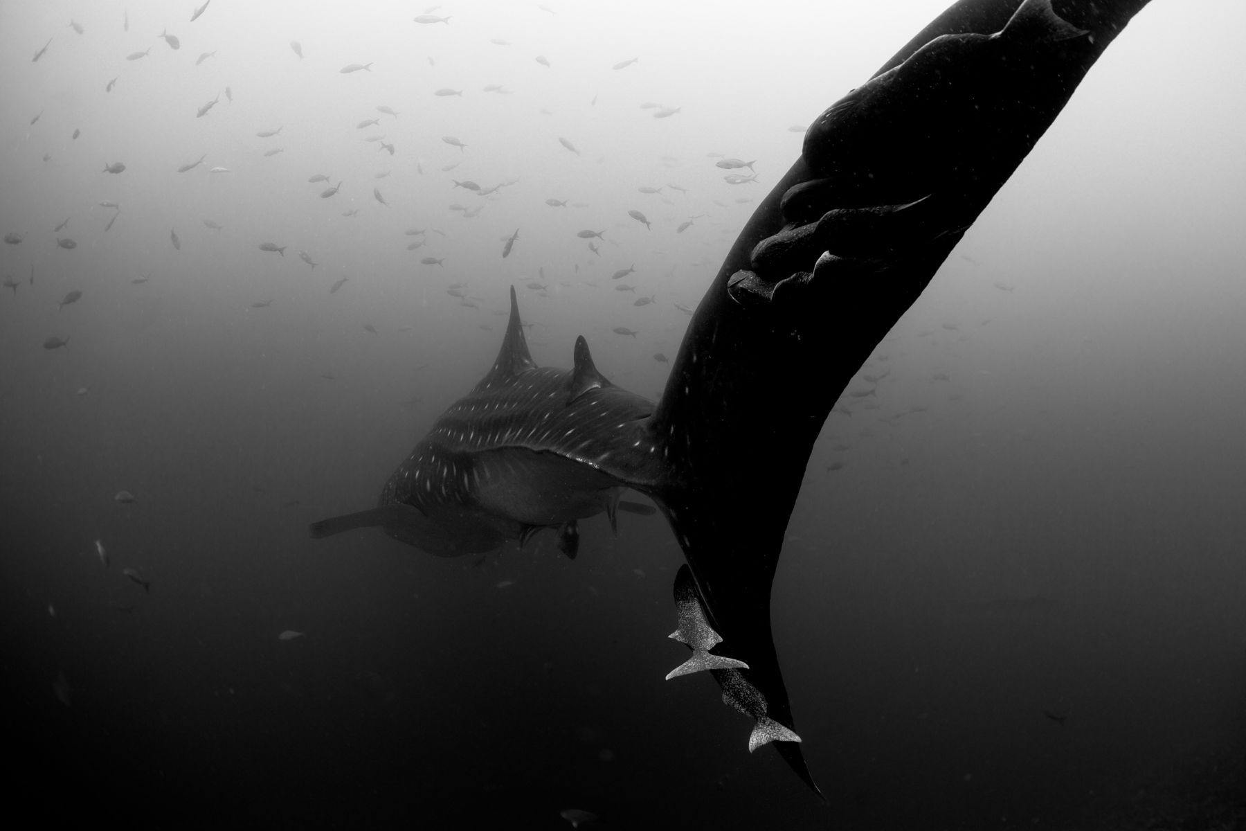1whalesharks10_1892