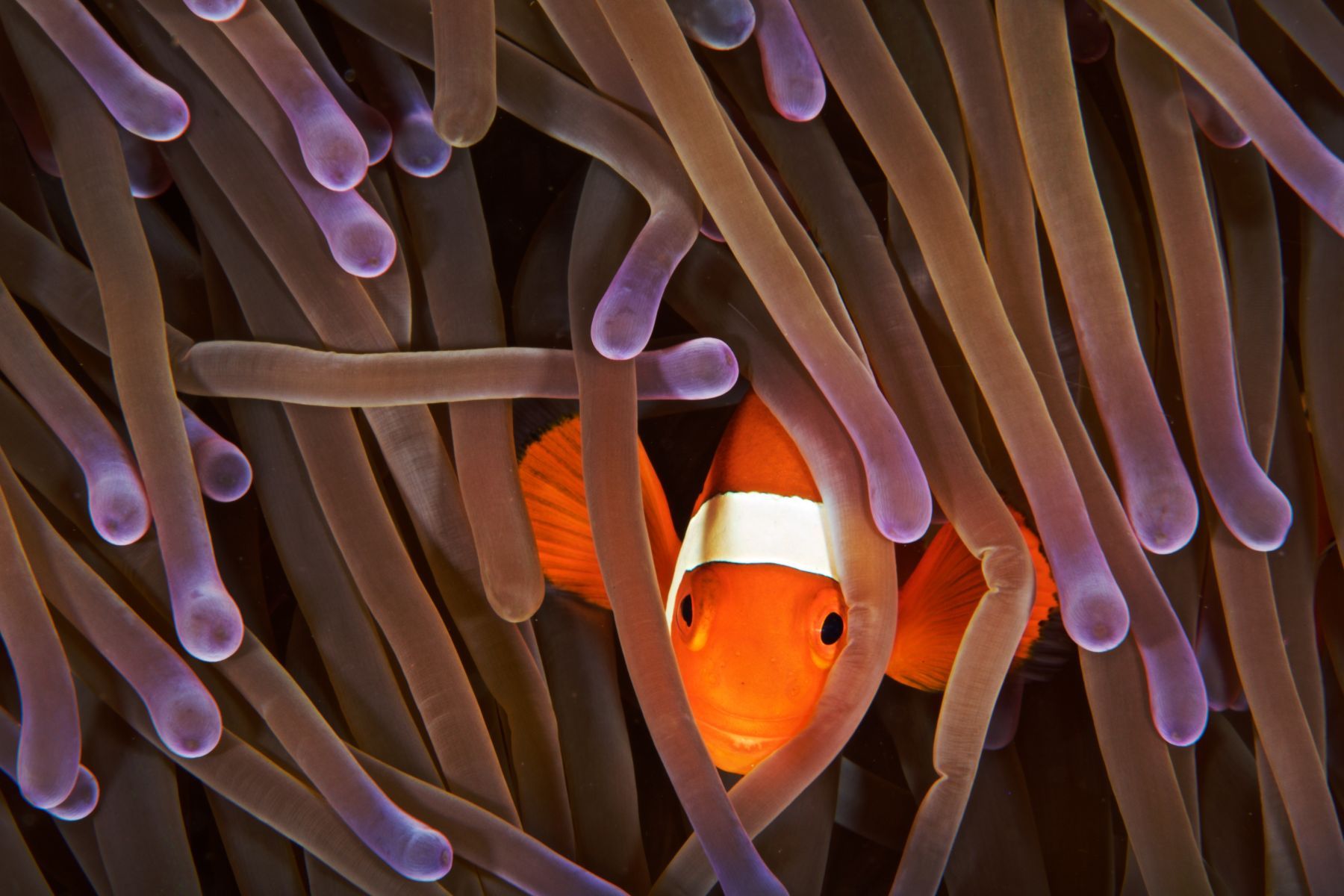 1alien_beings12_3250