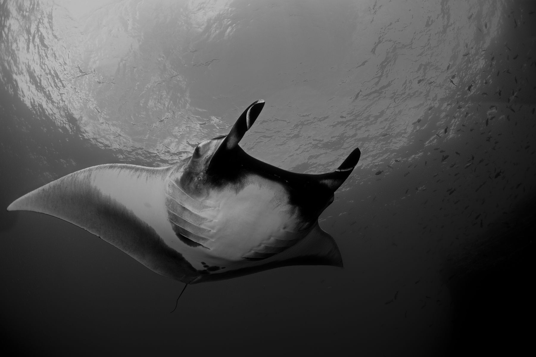 1giants_of_the_deep7_1285