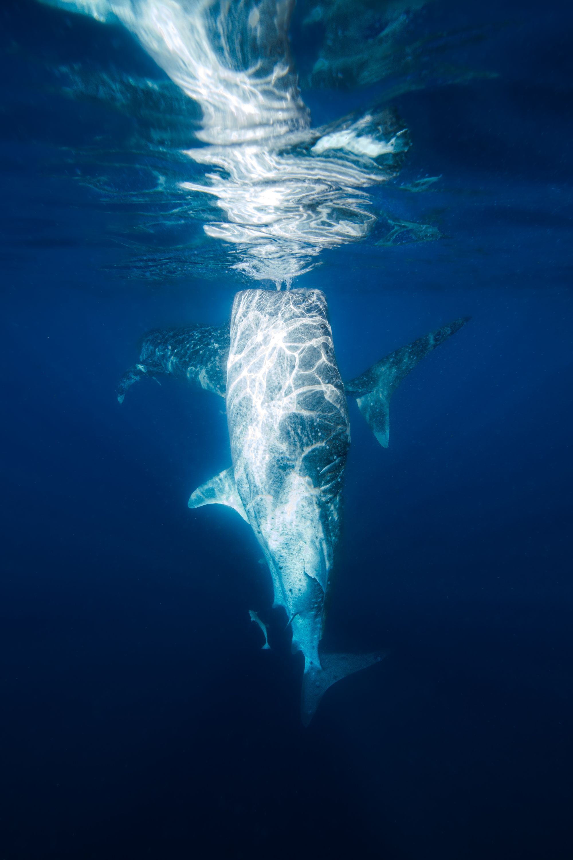 Larger than Life8 (1 of 1).jpg