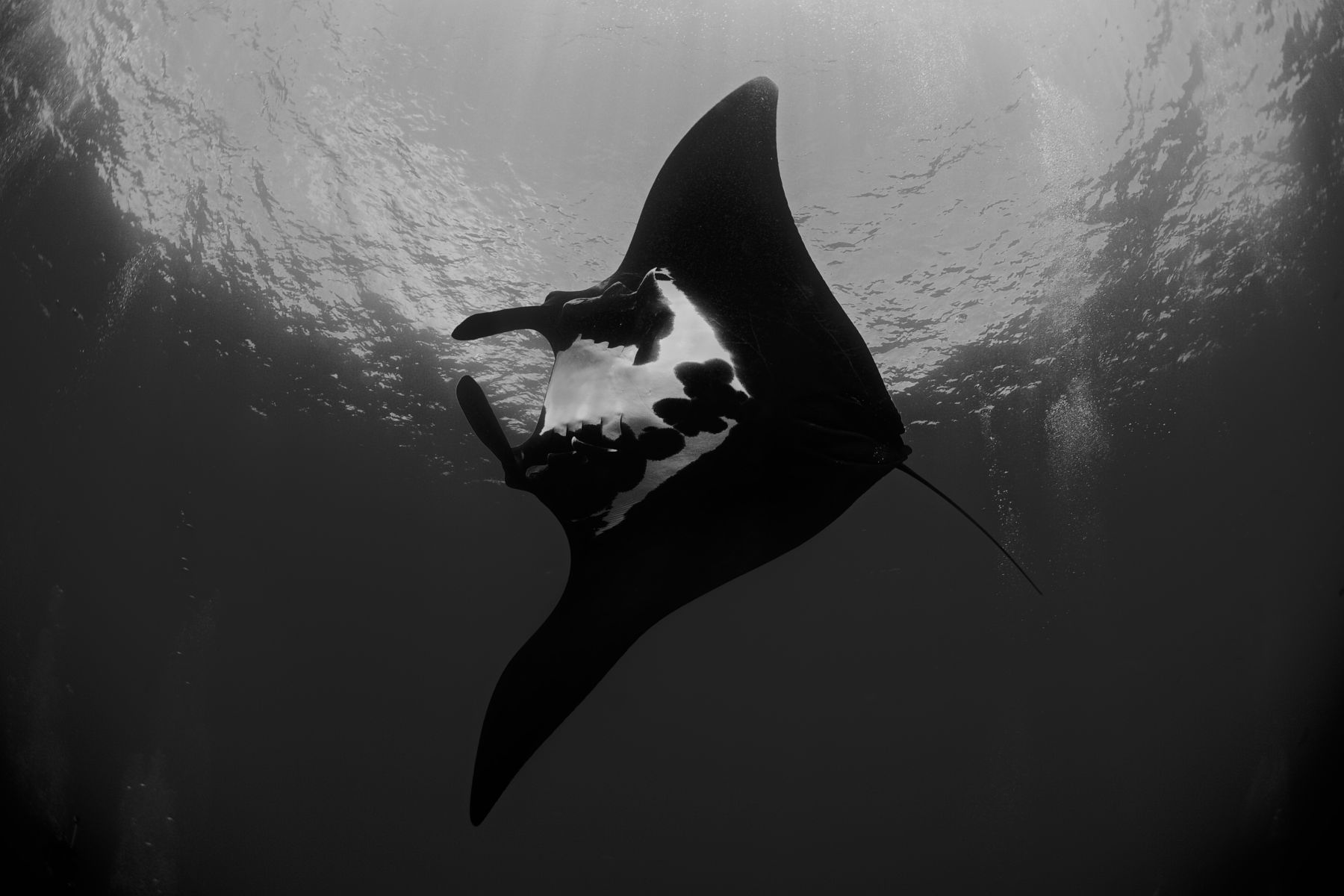 1giants_of_the_deep8_1286