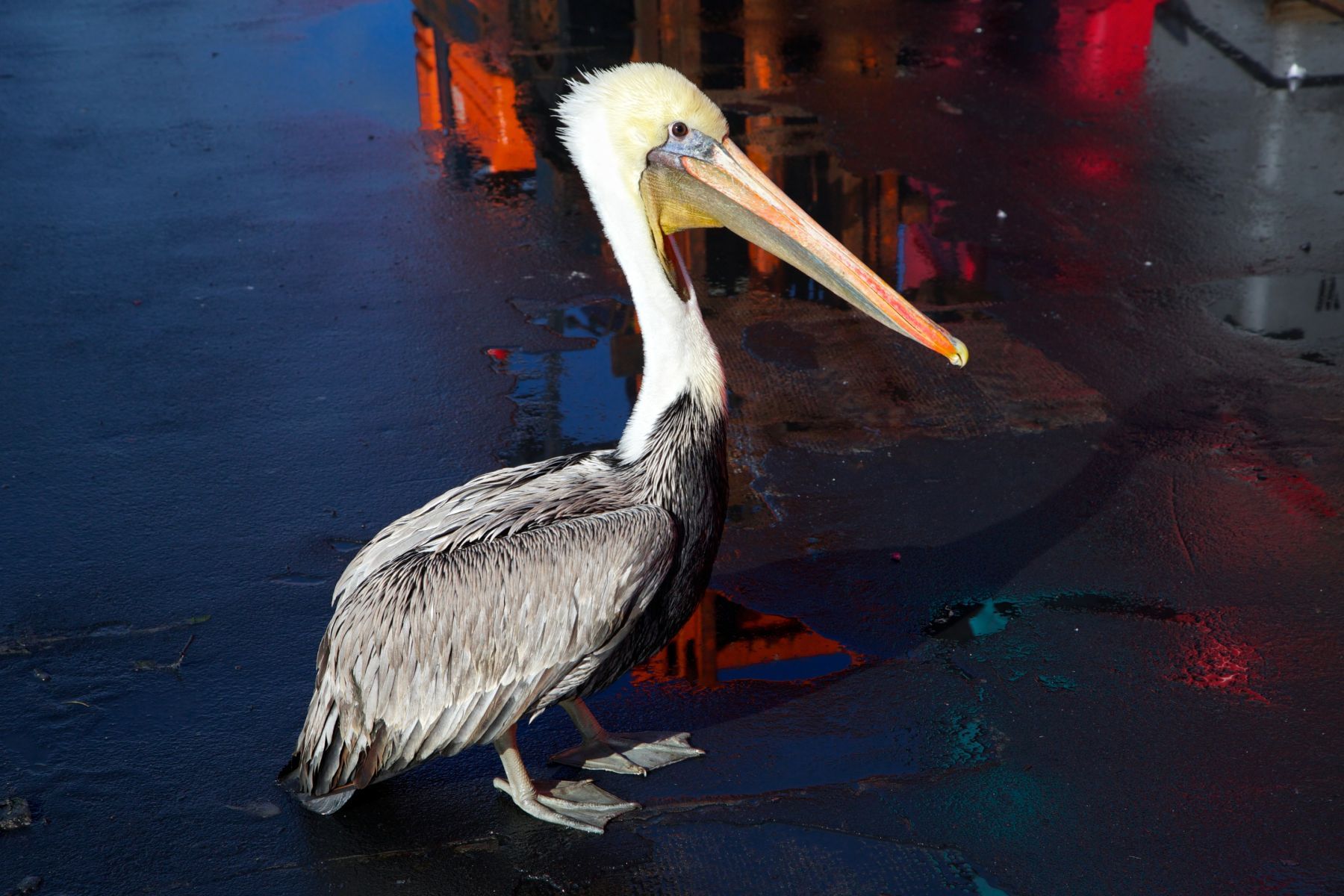 1life_on_the_coast_series12_1106