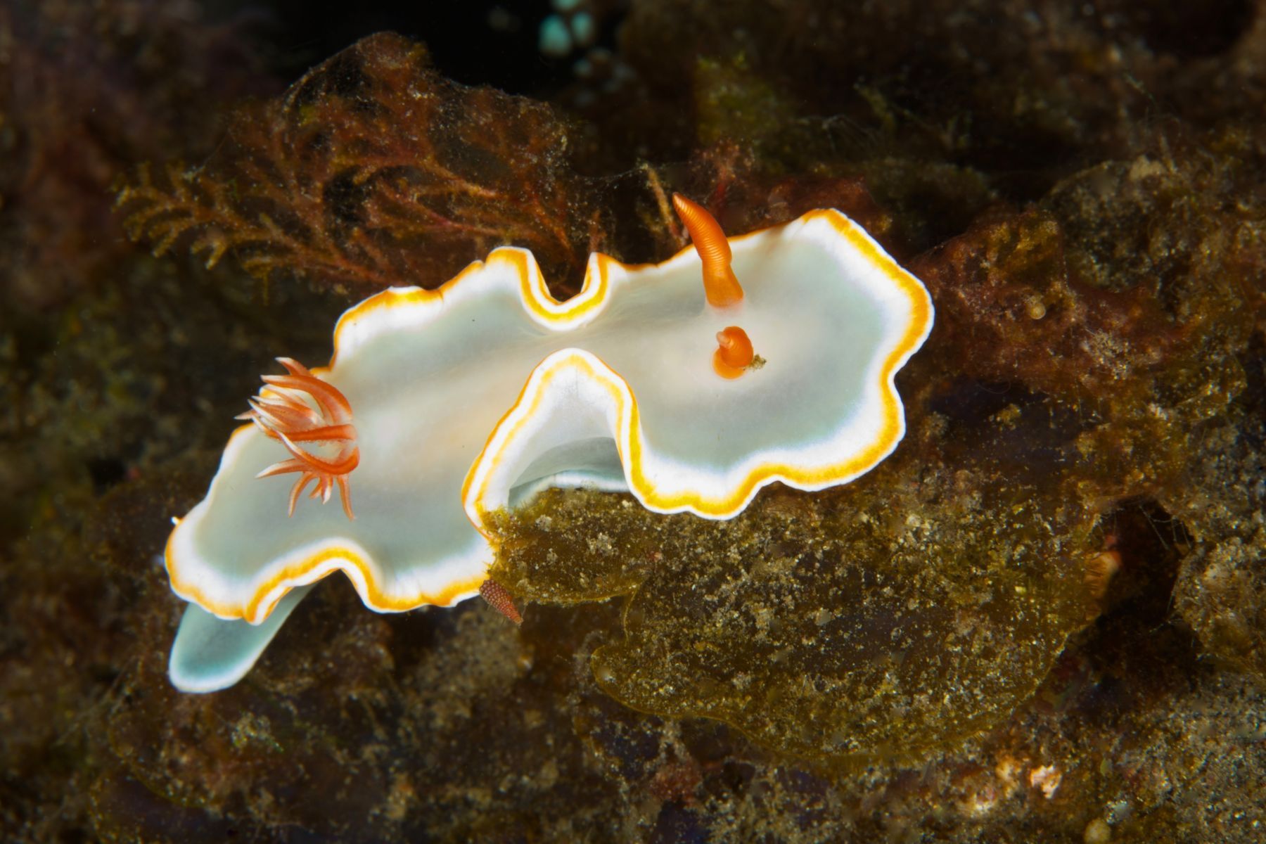 1sea_creatures_and_critters_series10_1068