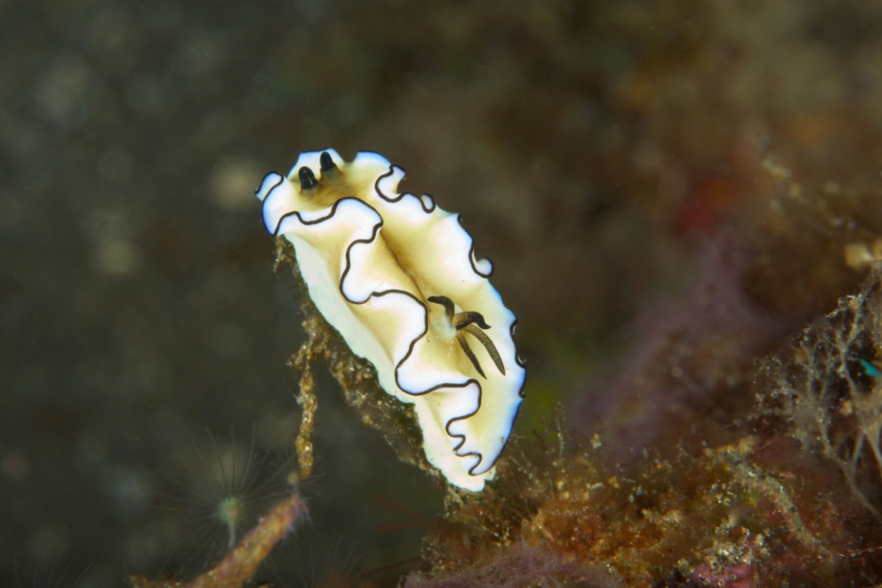 1sea_creatures_and_critters_series20_955