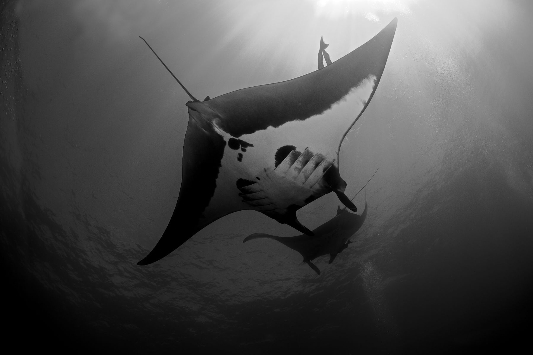 1giants_of_the_deep10_1288