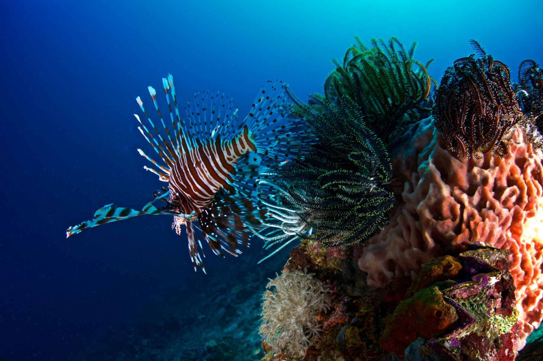 1scenes_from_below_series15_915