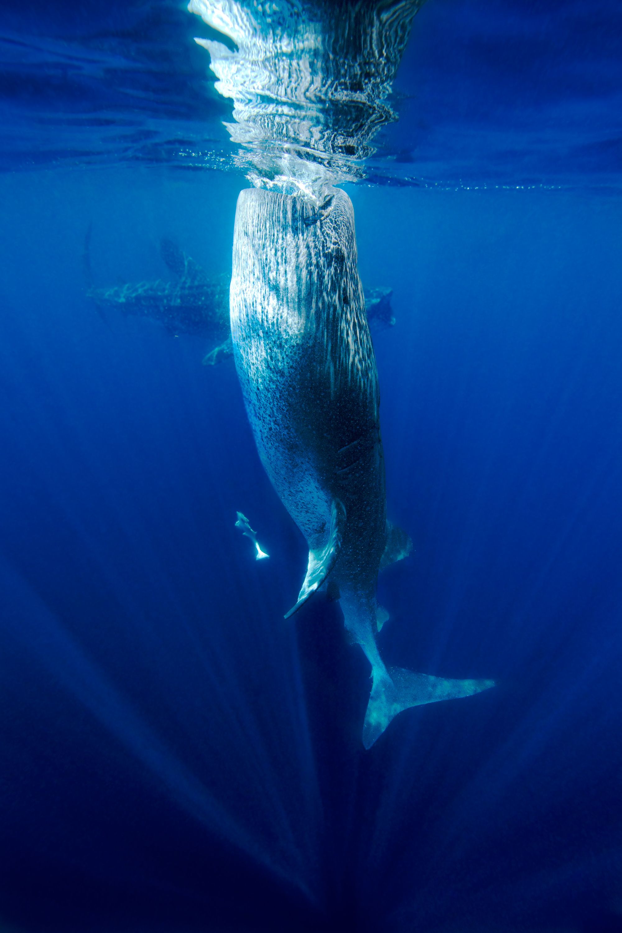 Larger than Life19 (1 of 1).jpg