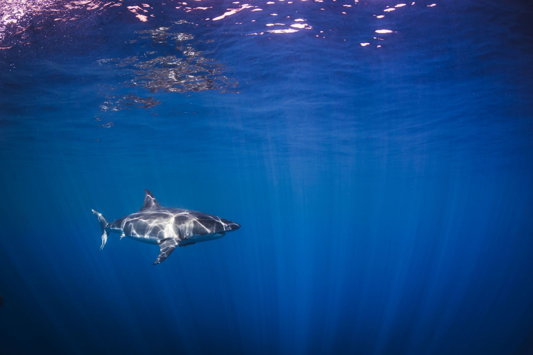 1mastermind10__1_of_1_