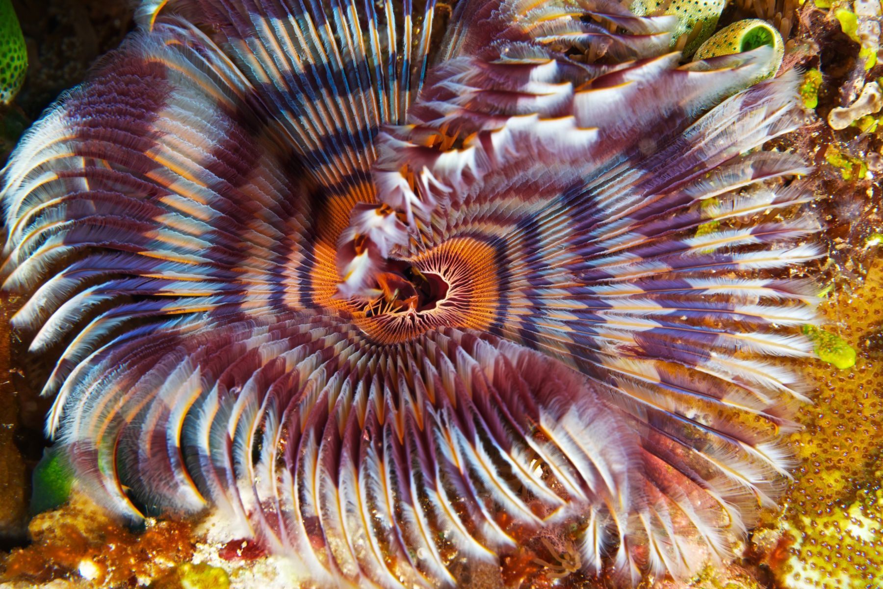 1abstractions_in_the_deep16_991