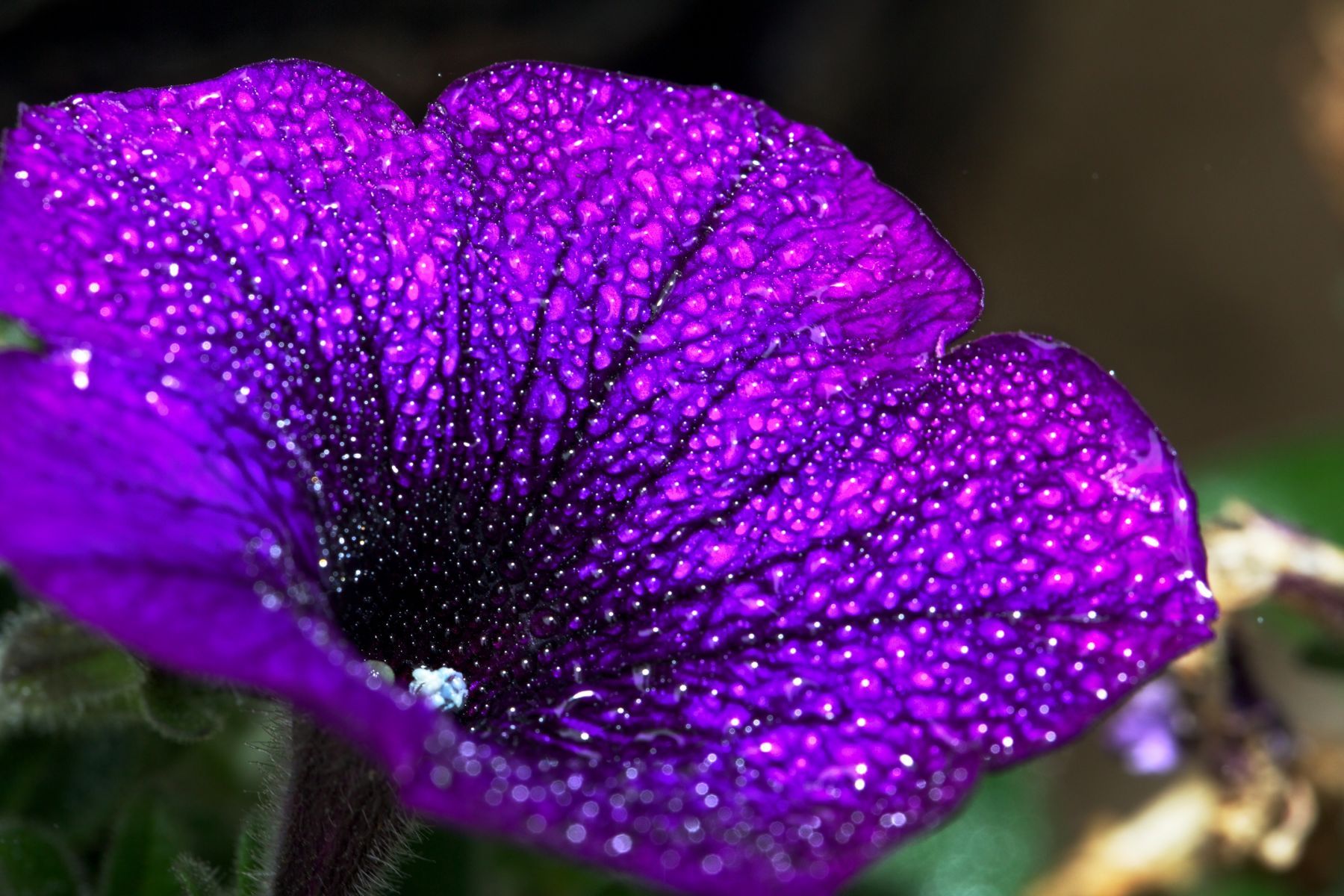 1morning_droplets_7_792