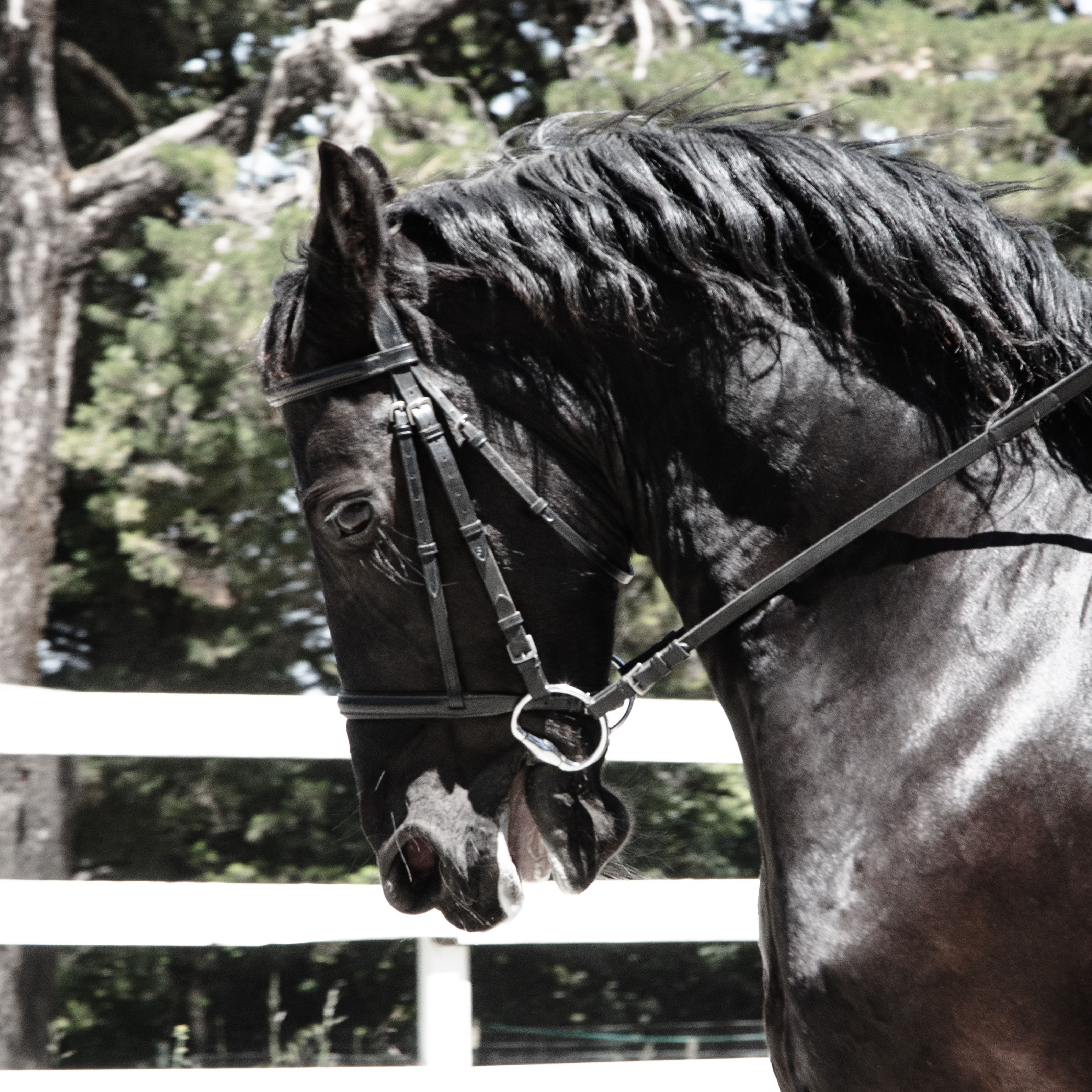 Wild Child19 (1 of 1).jpg