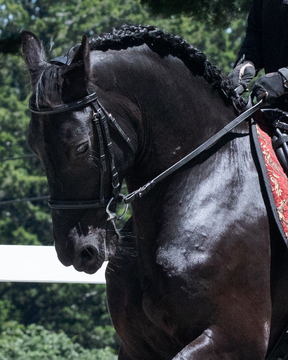 Wild Child11 (1 of 1).jpg