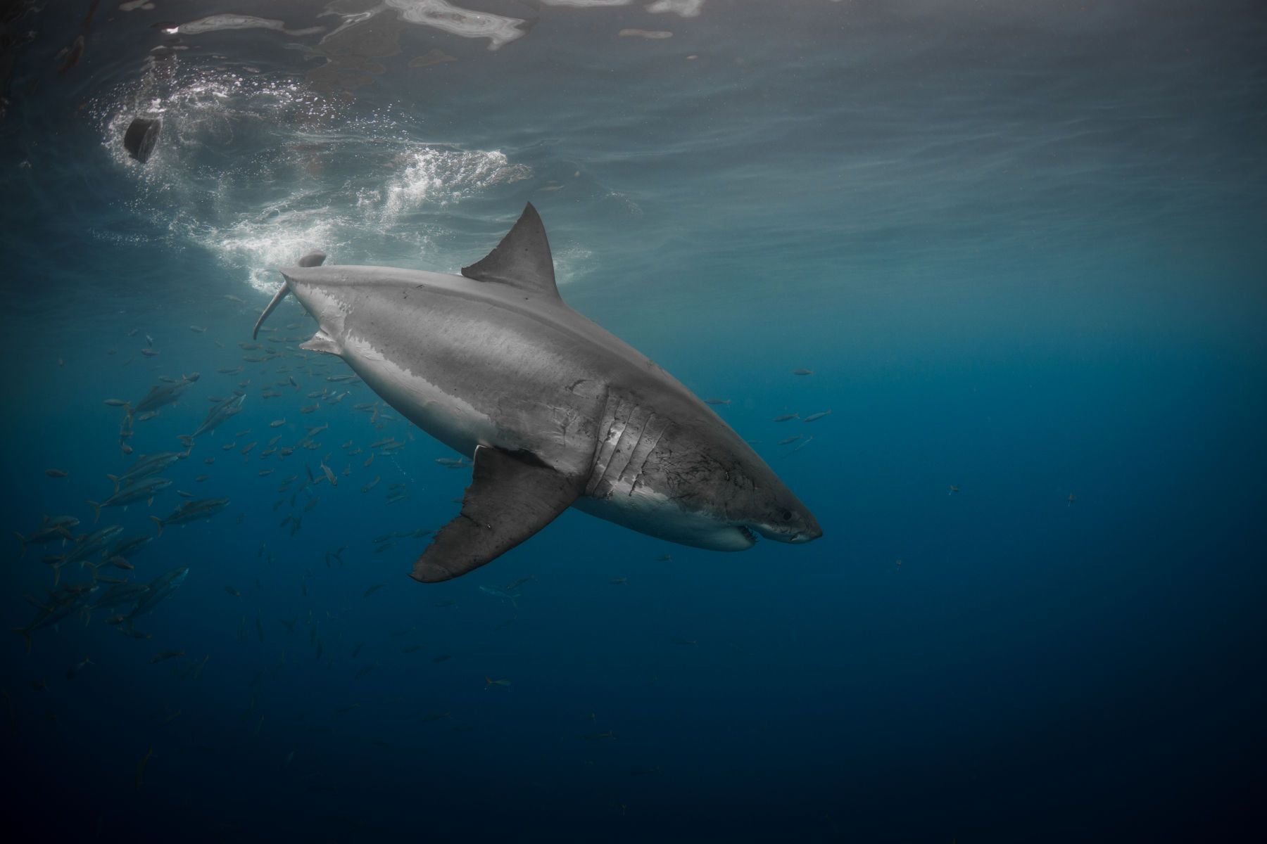 1mastermind12__1_of_1_