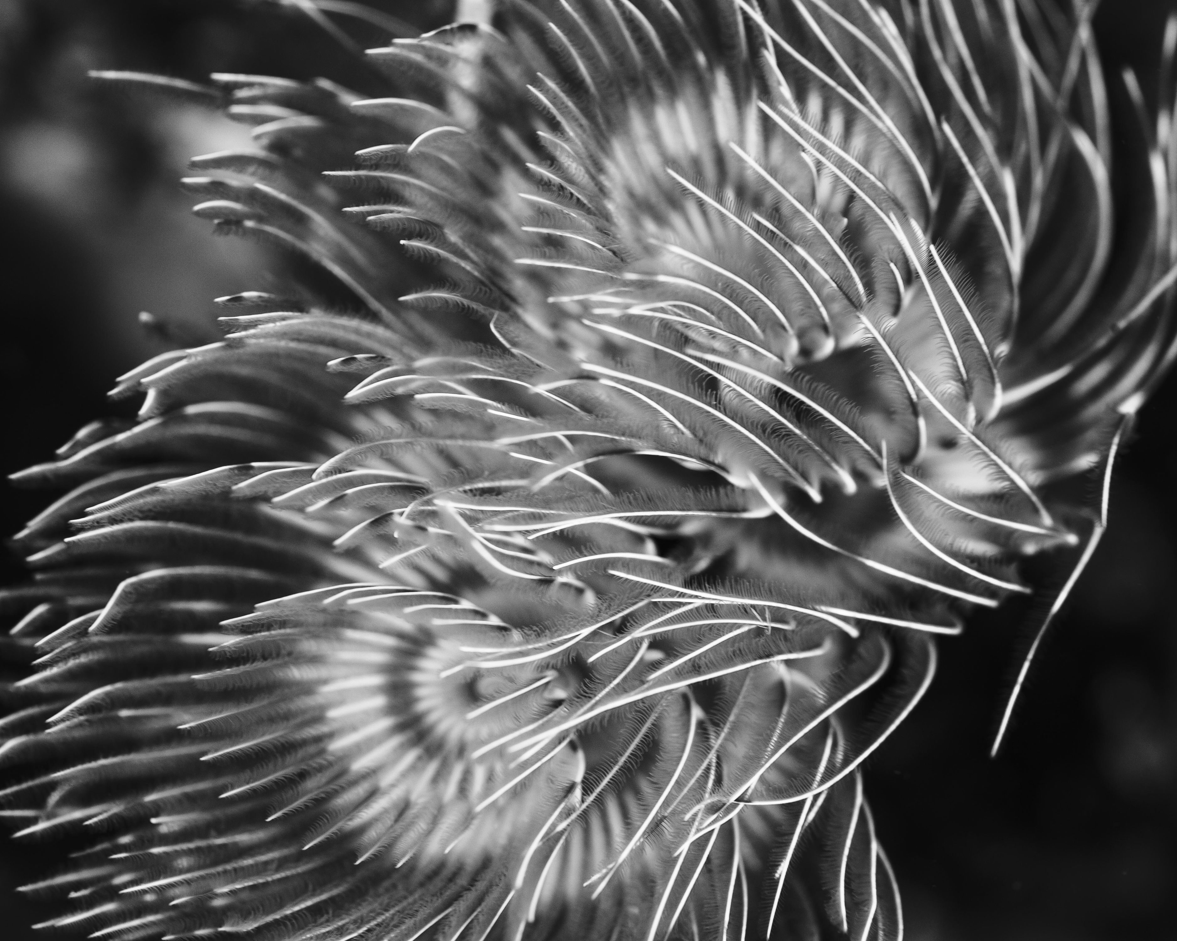 Enticing7 (1 of 1).jpg