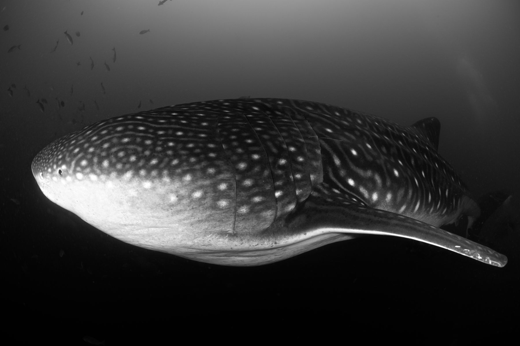 1whalesharks14_1896