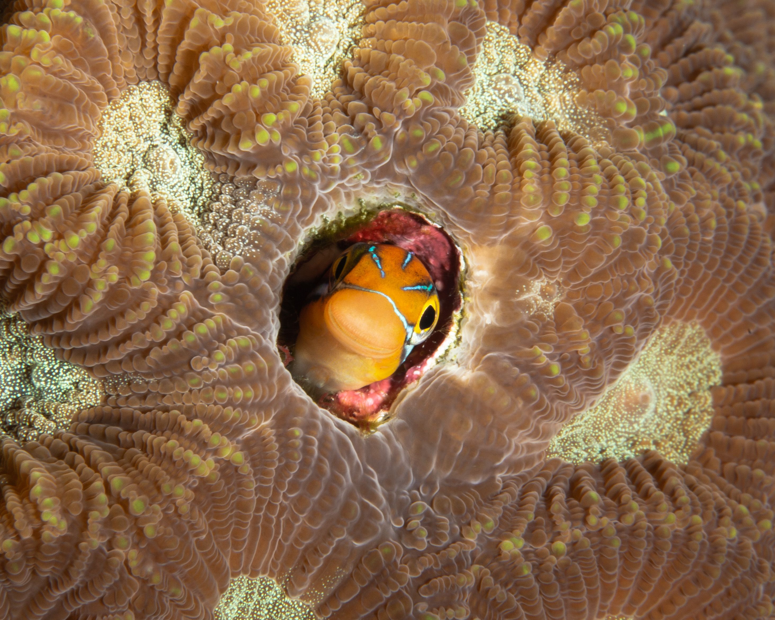 Curiosity8 (1 of 1).jpg