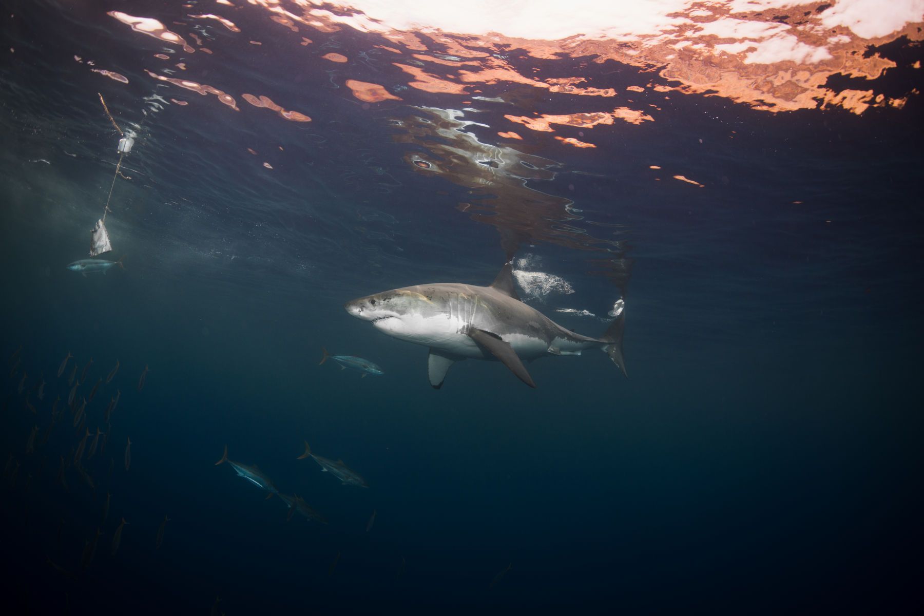 1mastermind9__1_of_1_