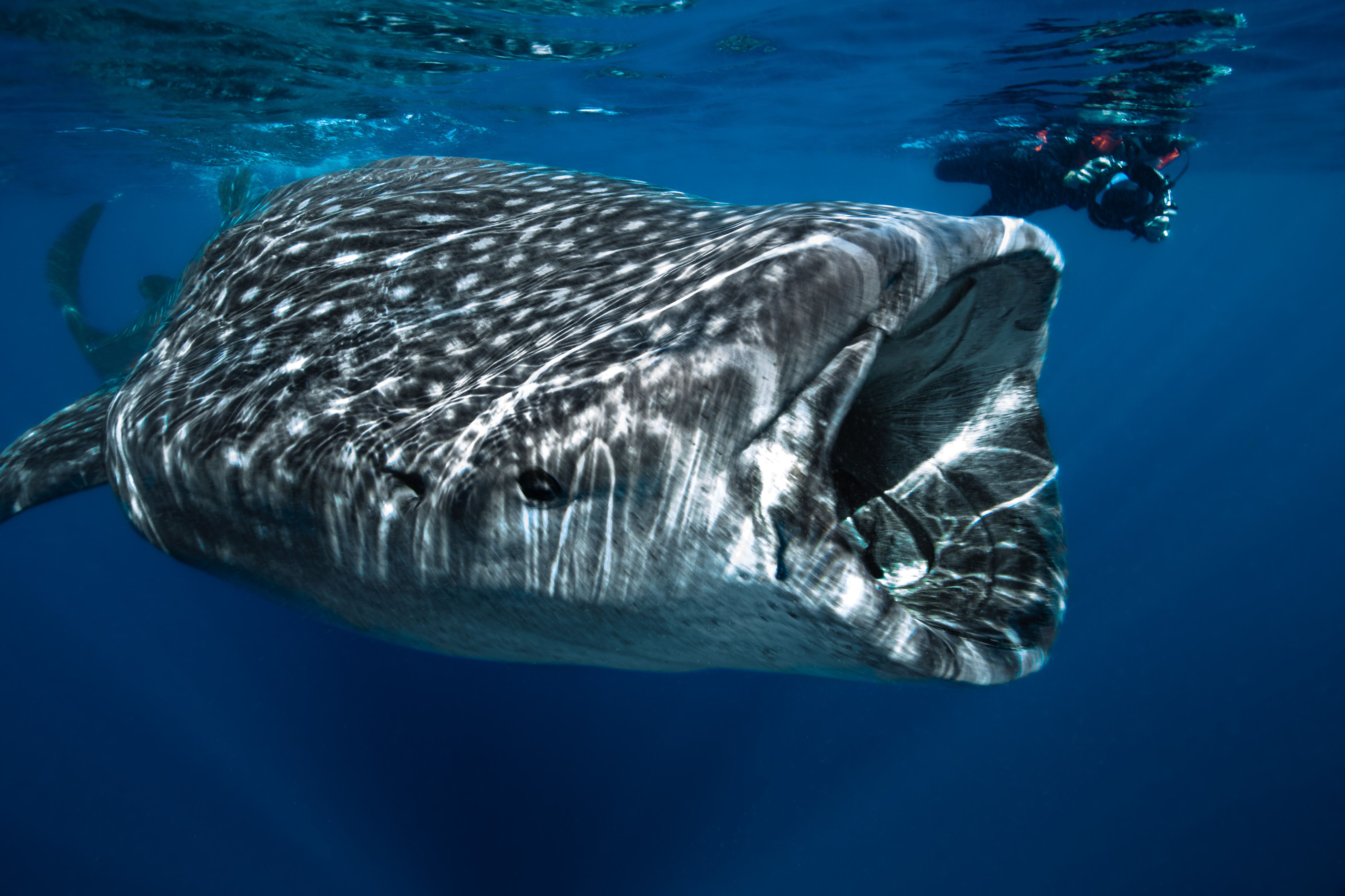 Larger than Life10 (1 of 1).jpg