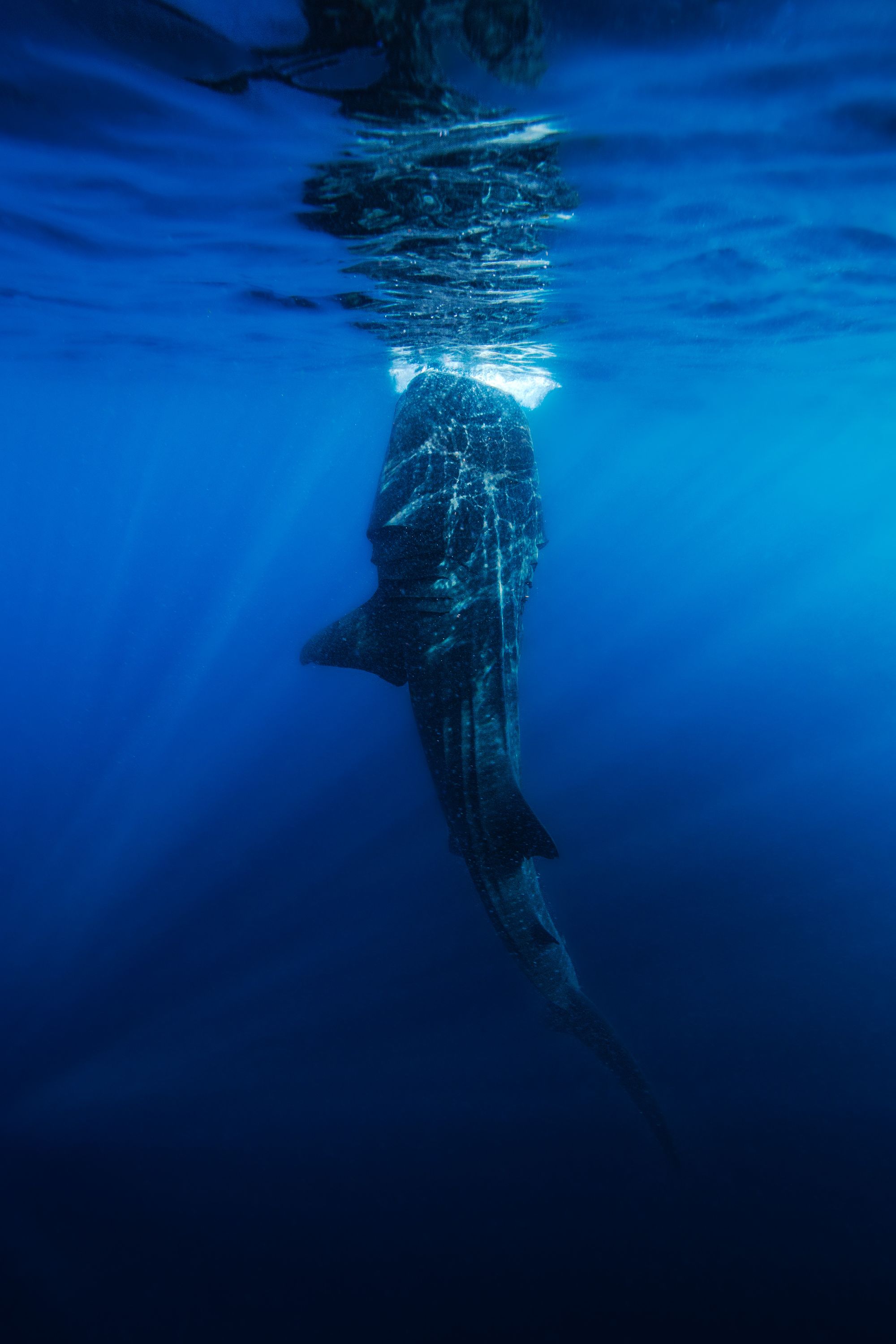 Larger than Life24 (1 of 1).jpg