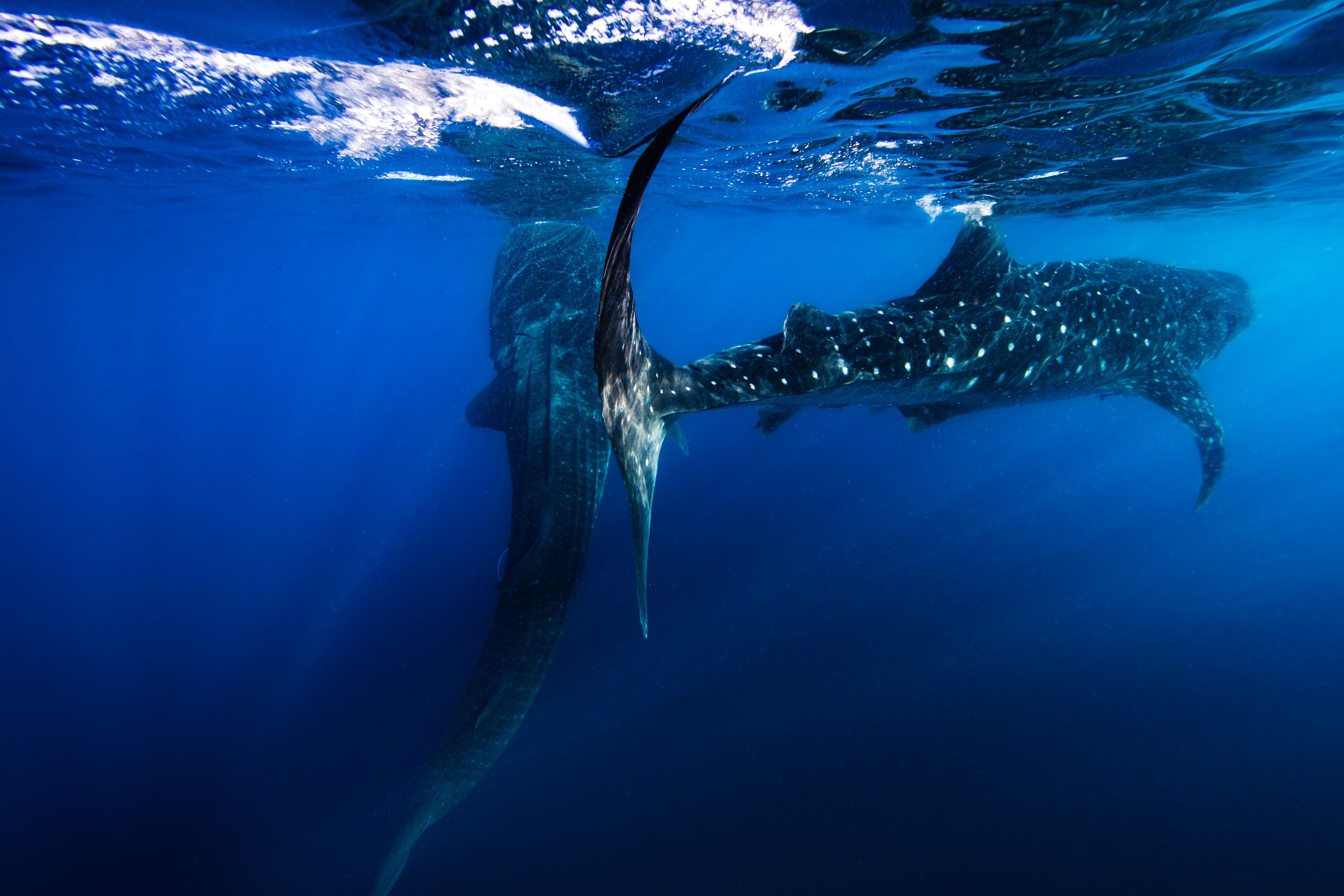 Larger than Life16 (1 of 1).jpg