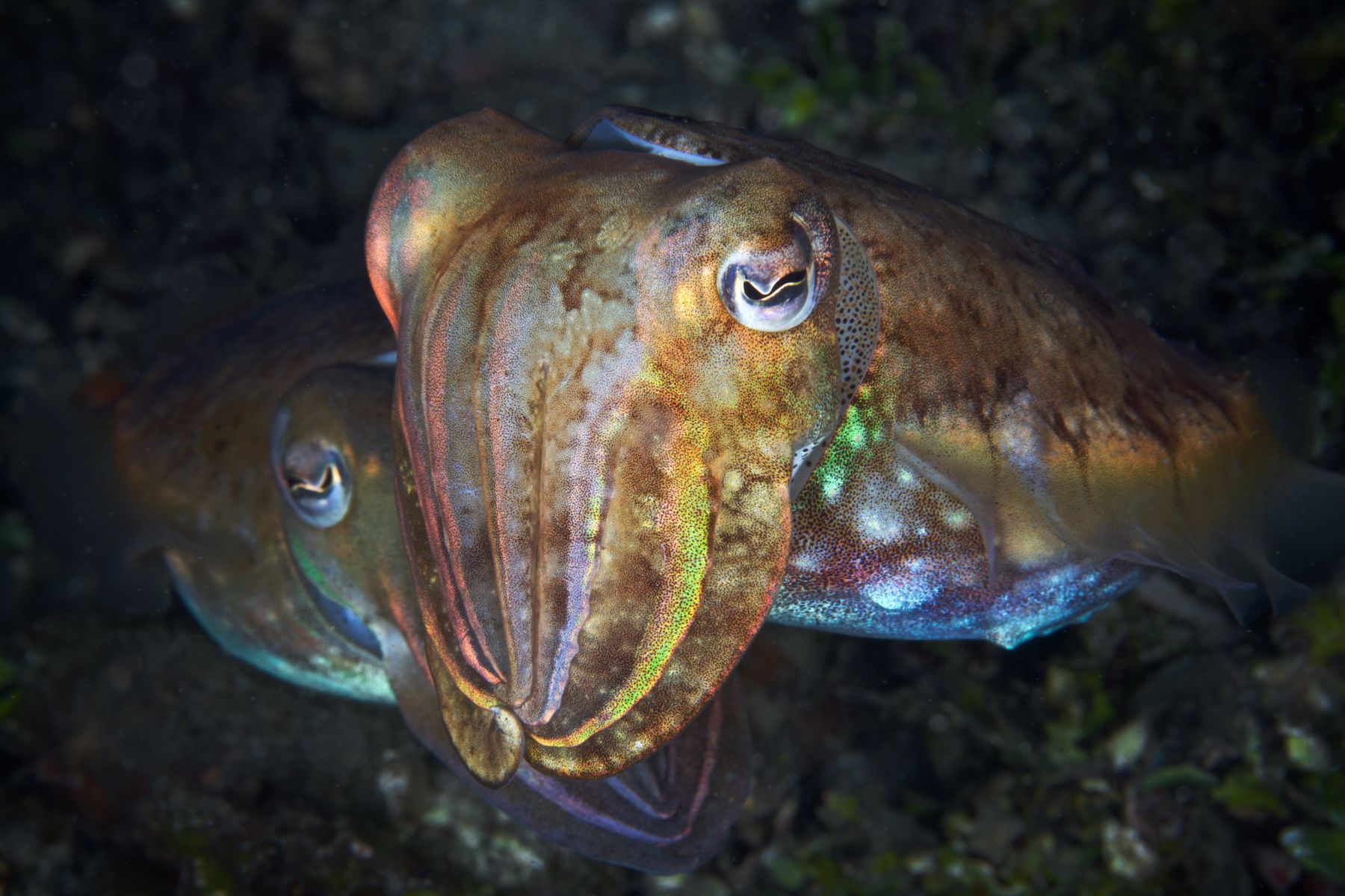 1alien_beings10_3248