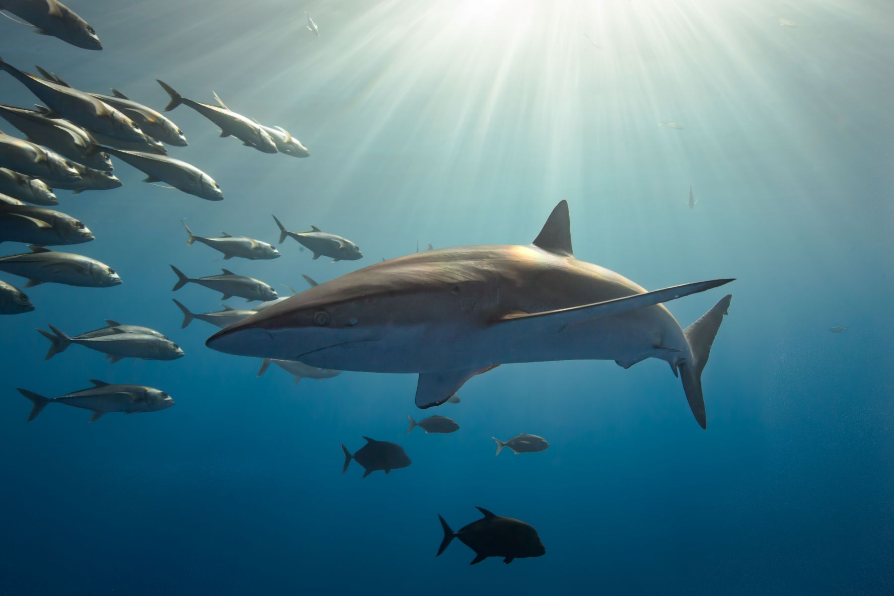 1pelagic_travelers9__1_of_1_