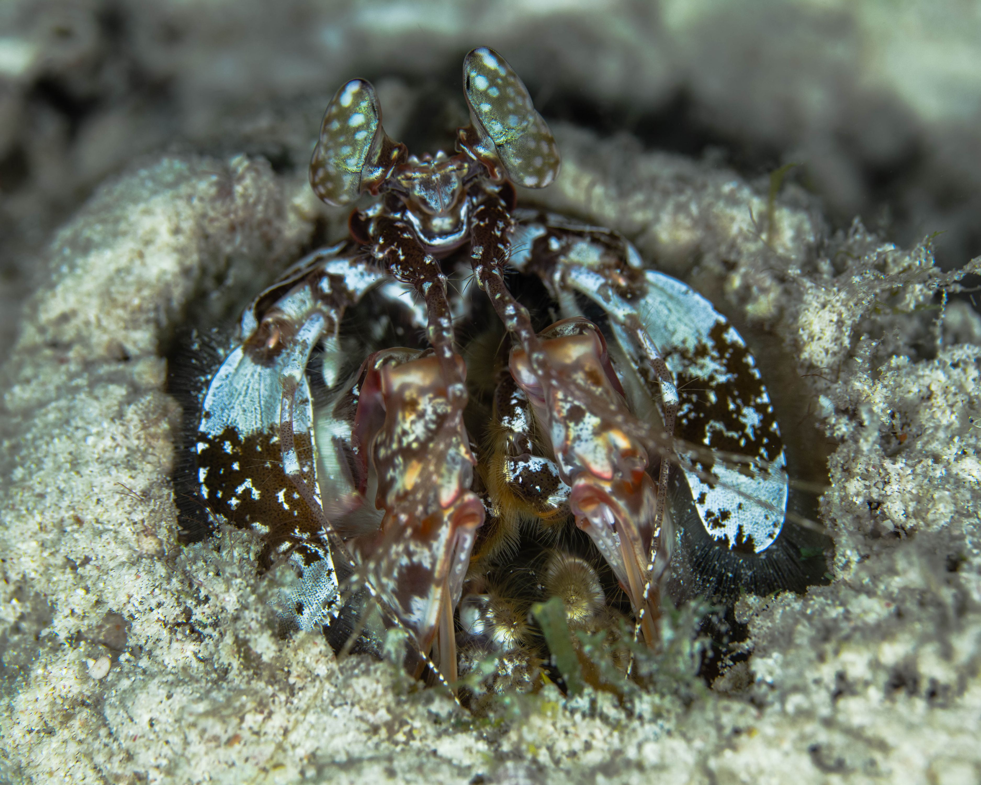 Curiosity13 (1 of 1).jpg