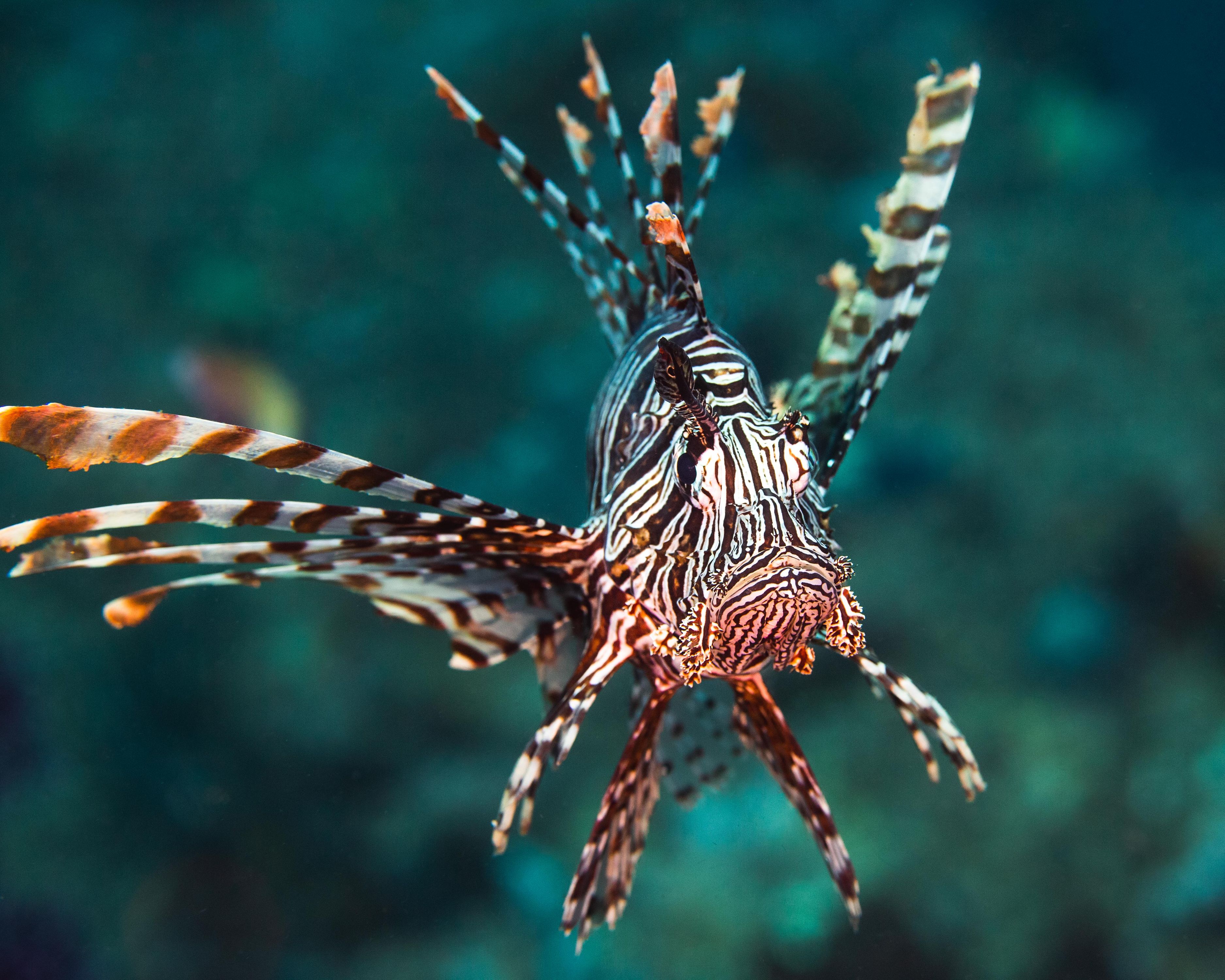 Curiosity18 (1 of 1).jpg