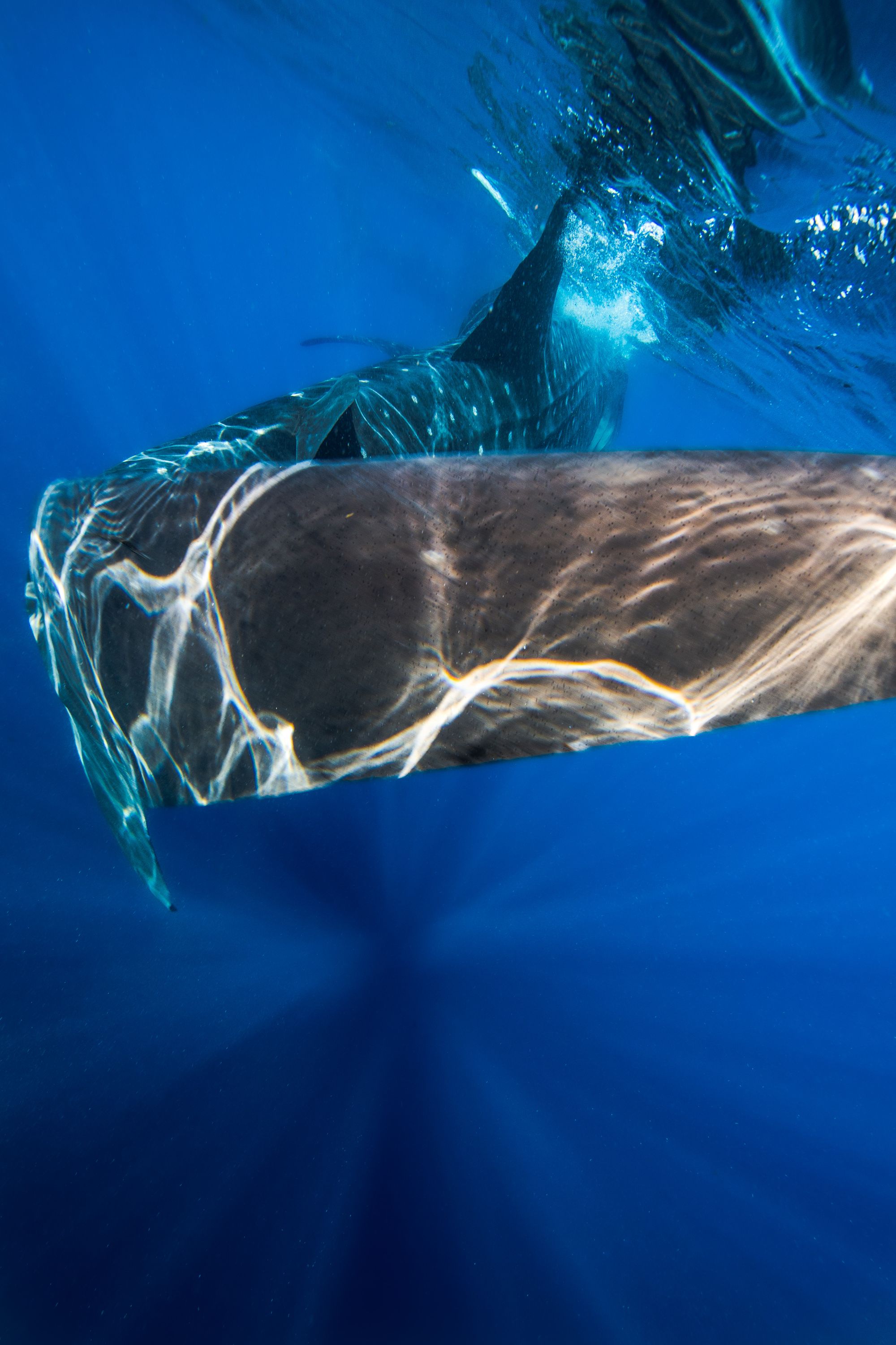 Larger than Life18 (1 of 1).jpg