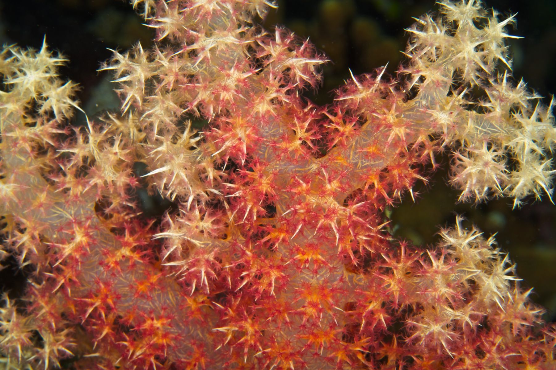 1abstractions_in_the_deep17_992