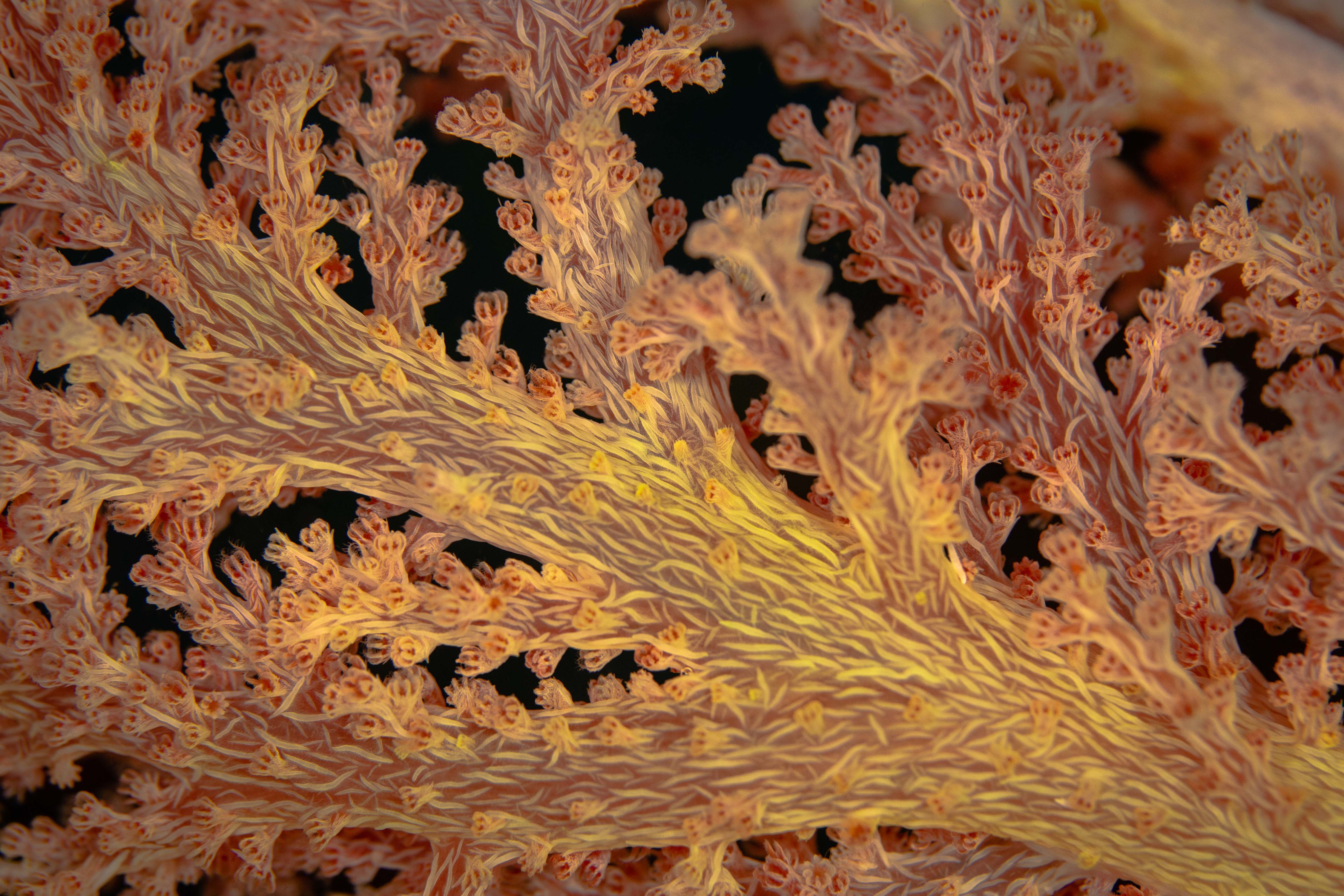 Secluded15 (1 of 1).jpg