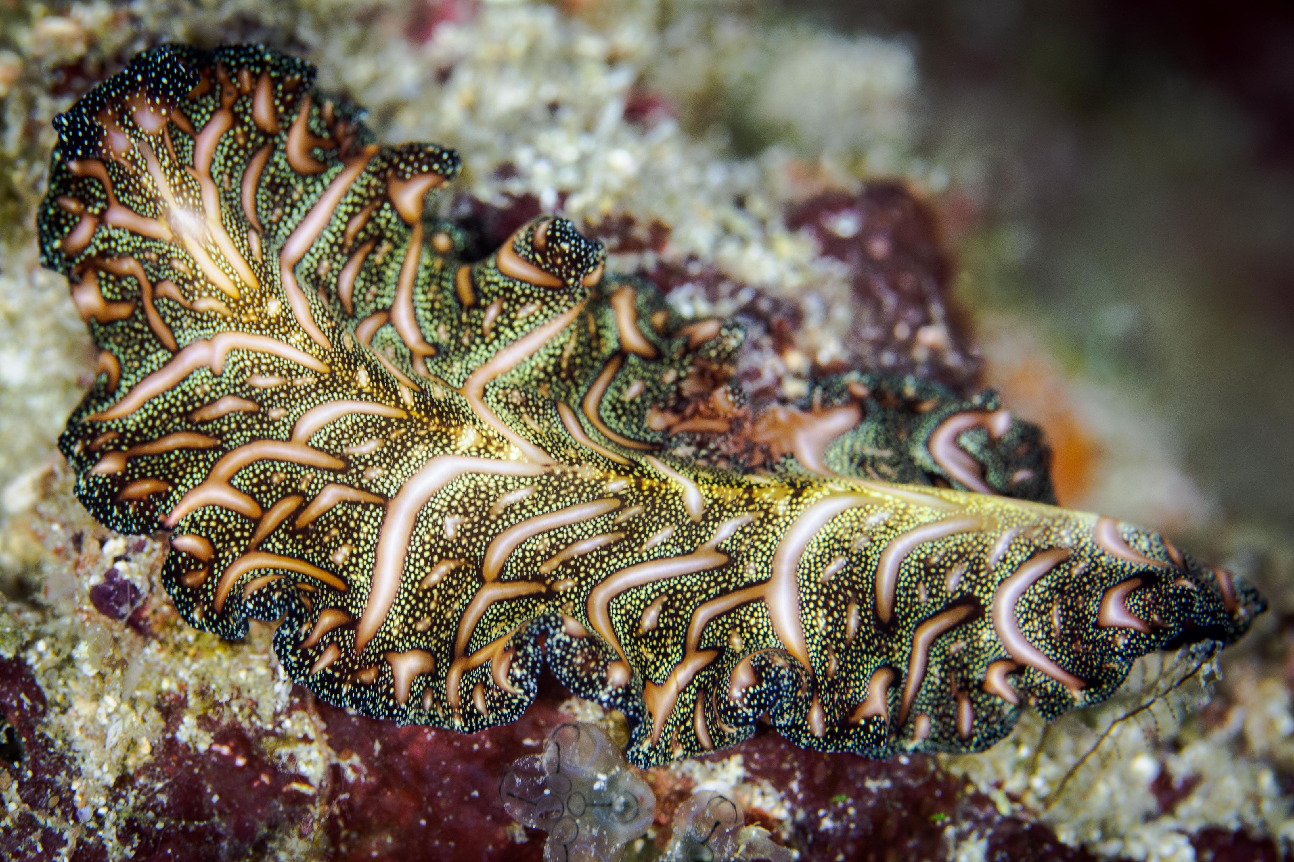 Curiosity20 (1 of 1).jpg