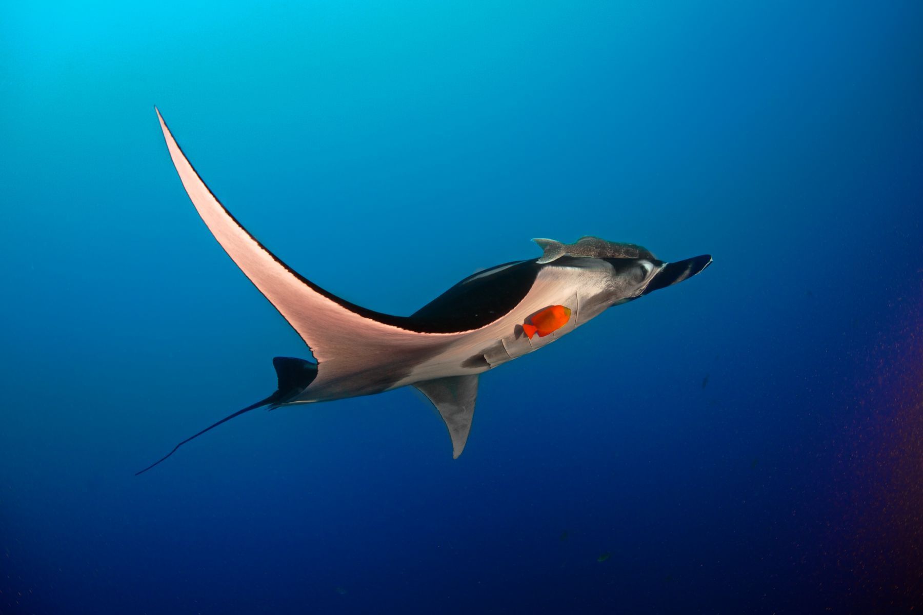 1blue_marvels11_2739