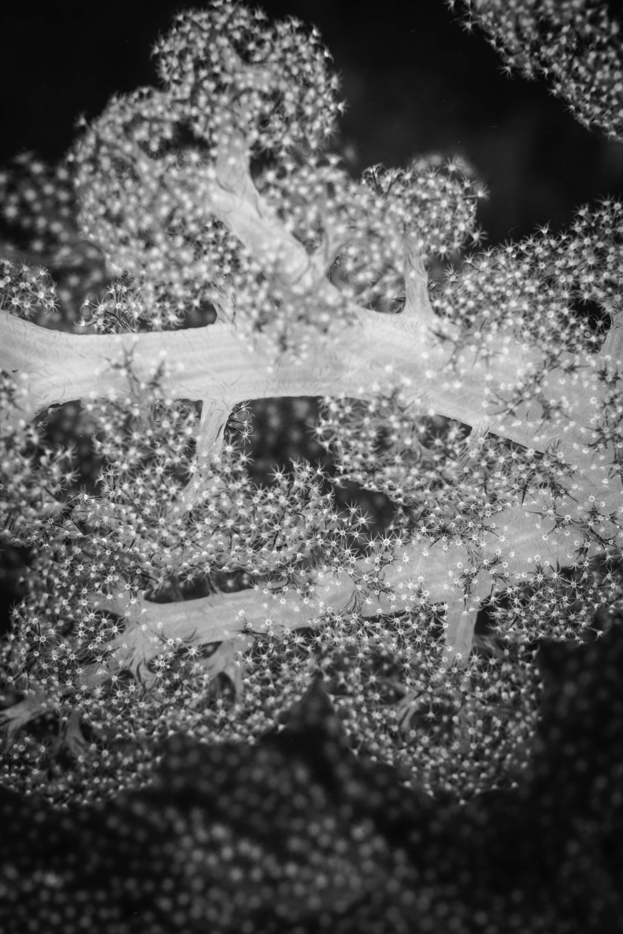 Enticing8 (1 of 1).jpg