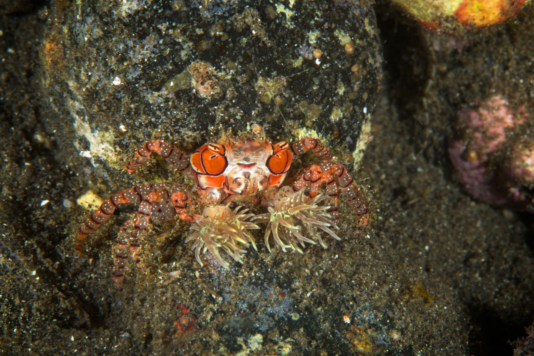 1sea_creatures_and_critters_series19_954