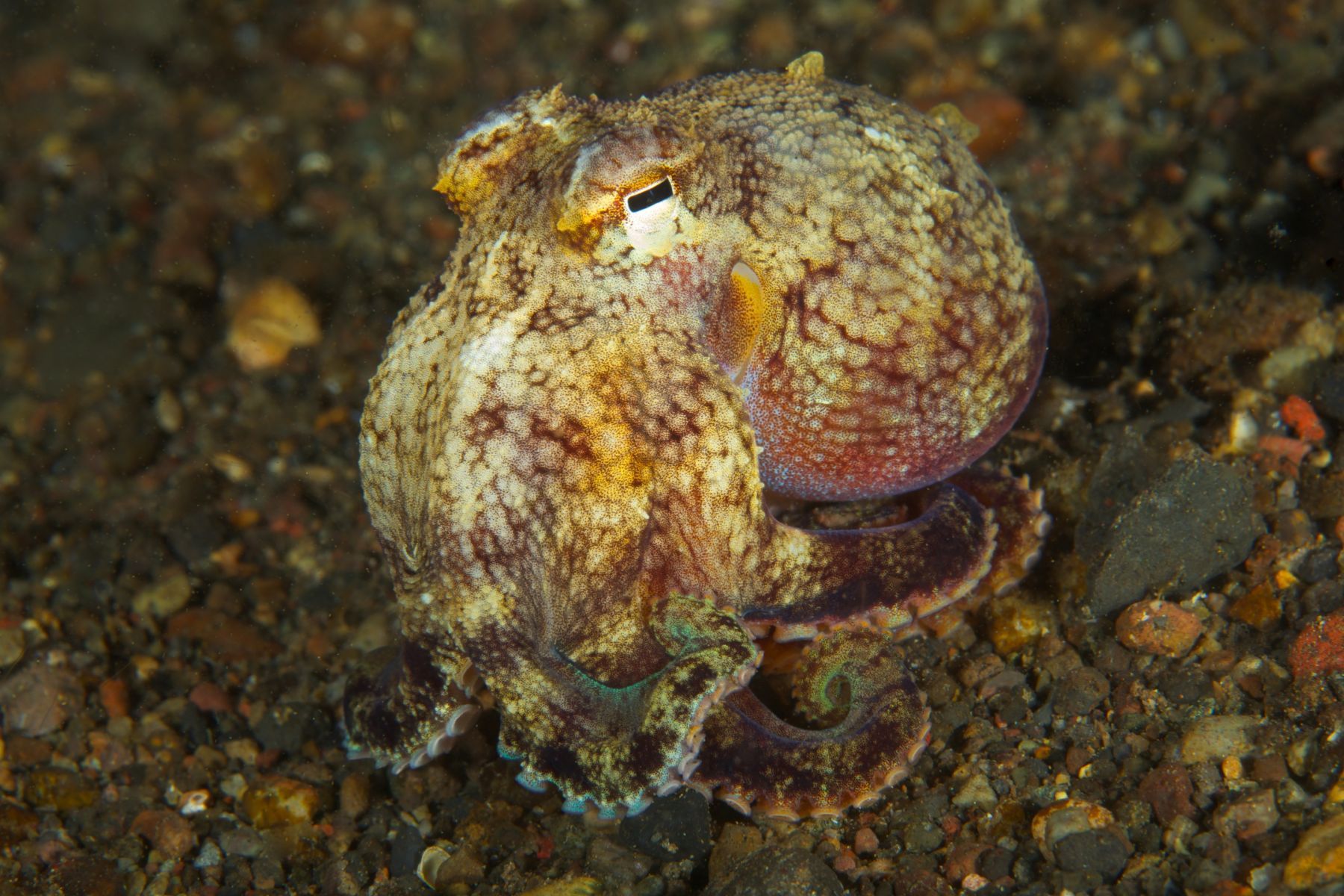 1sea_creatures_and_critters_series12_947